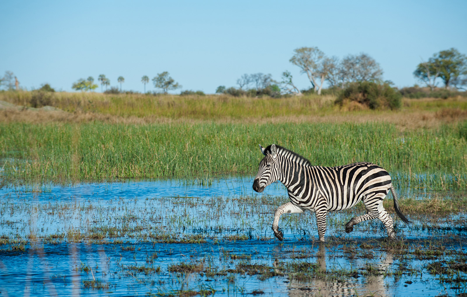 Zebra, Linyanti, Botswana