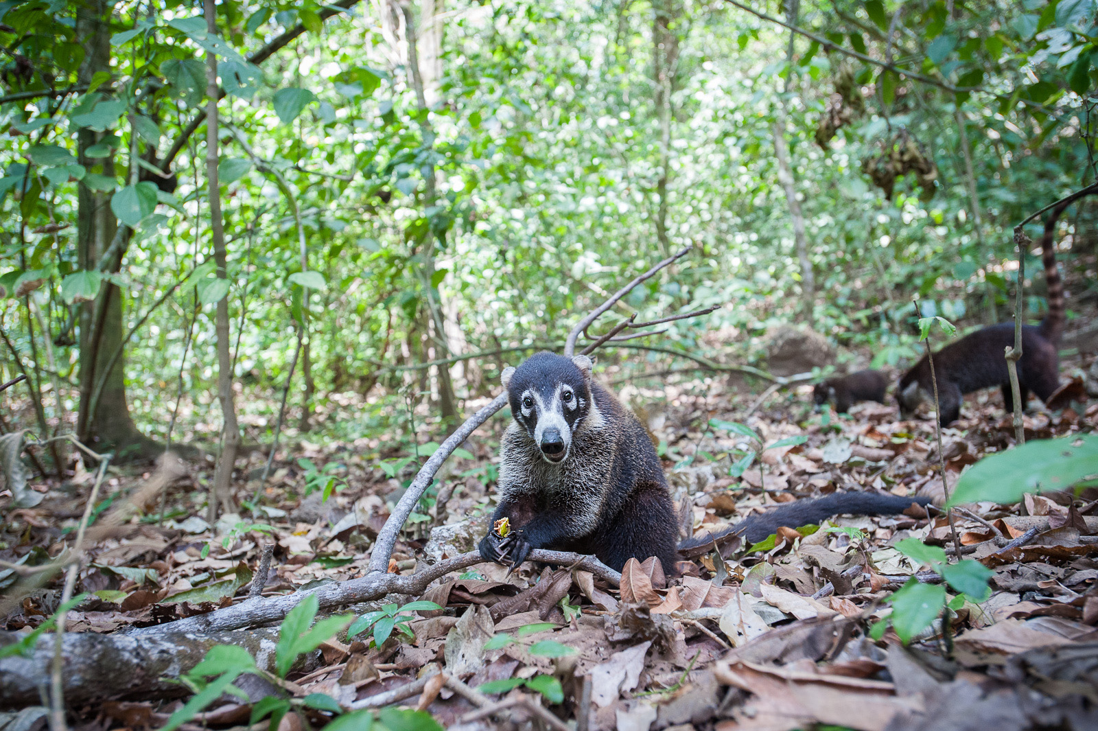 Coatis Foraging, Corcovado National Park, Costa Rica