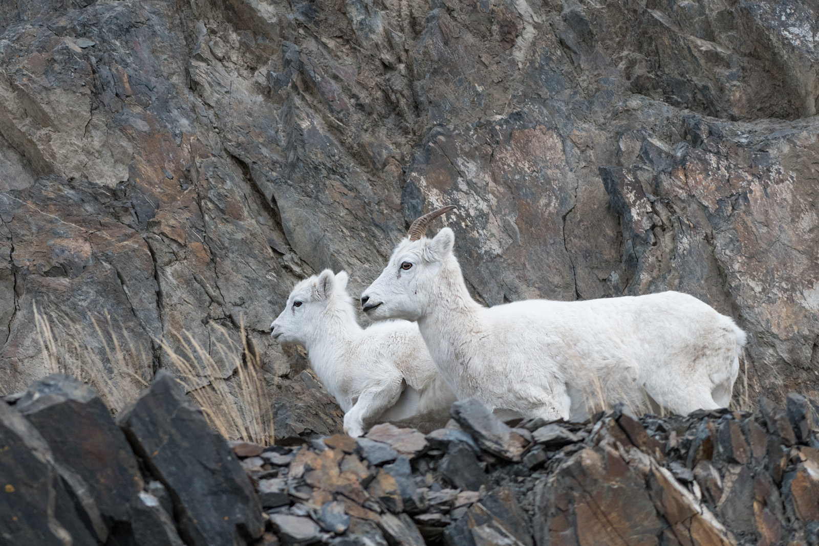 Dall Sheep Mother and Lamb, Anchorage, Alaska