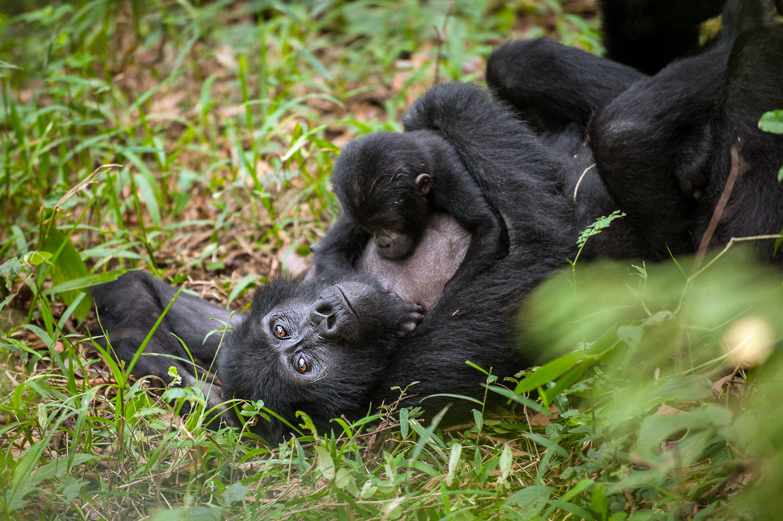 Mountain Gorilla Mother and Baby, Bwindi National Park, Uganda