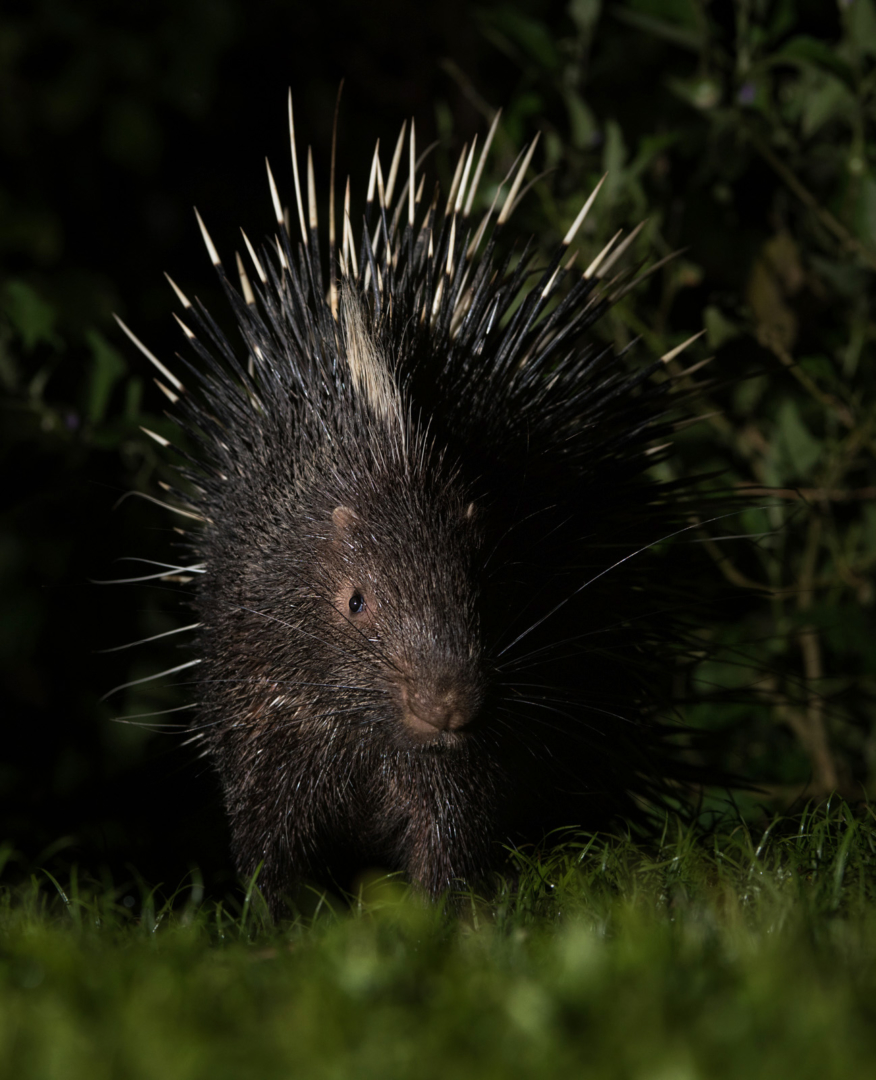 Malayan Porcupine, Kaeng Krachan National Park, Thailand