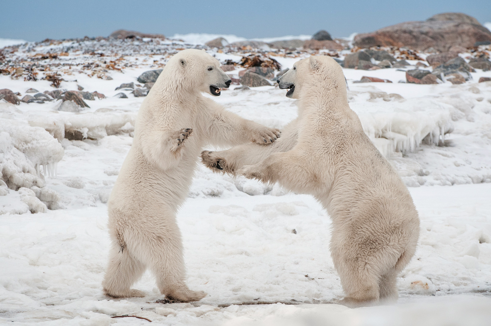 Polar Bear Dance, Seal River, Manitoba, Canada