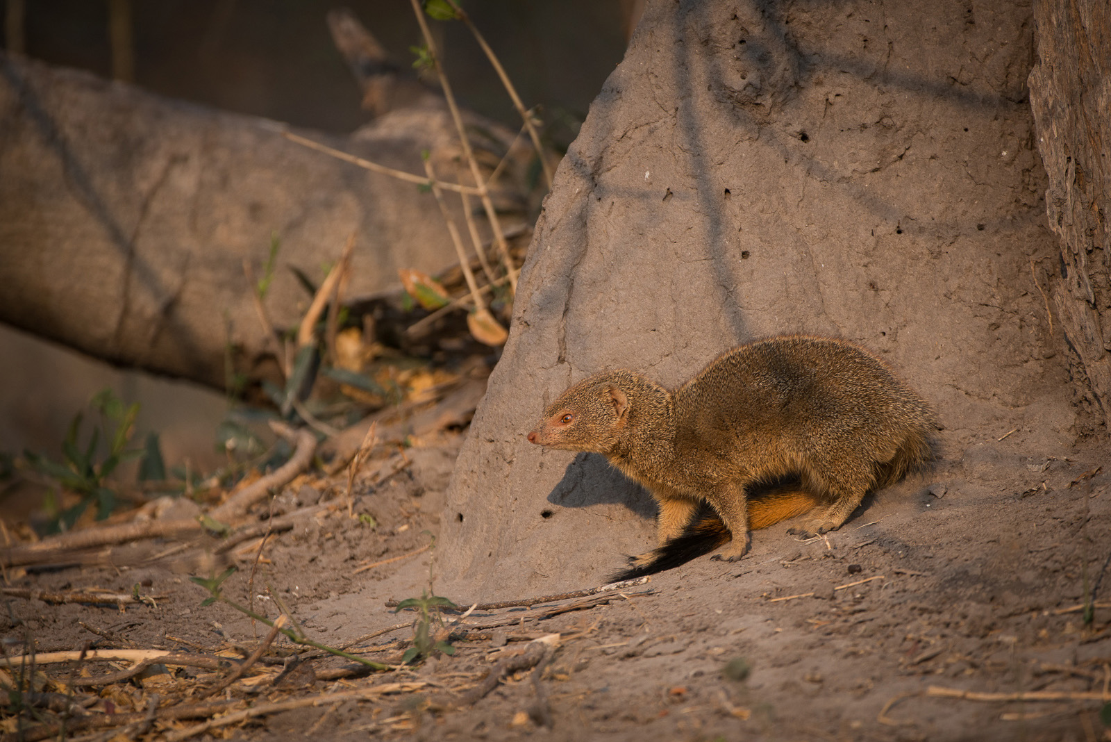 Slender Mongoose, Botswana
