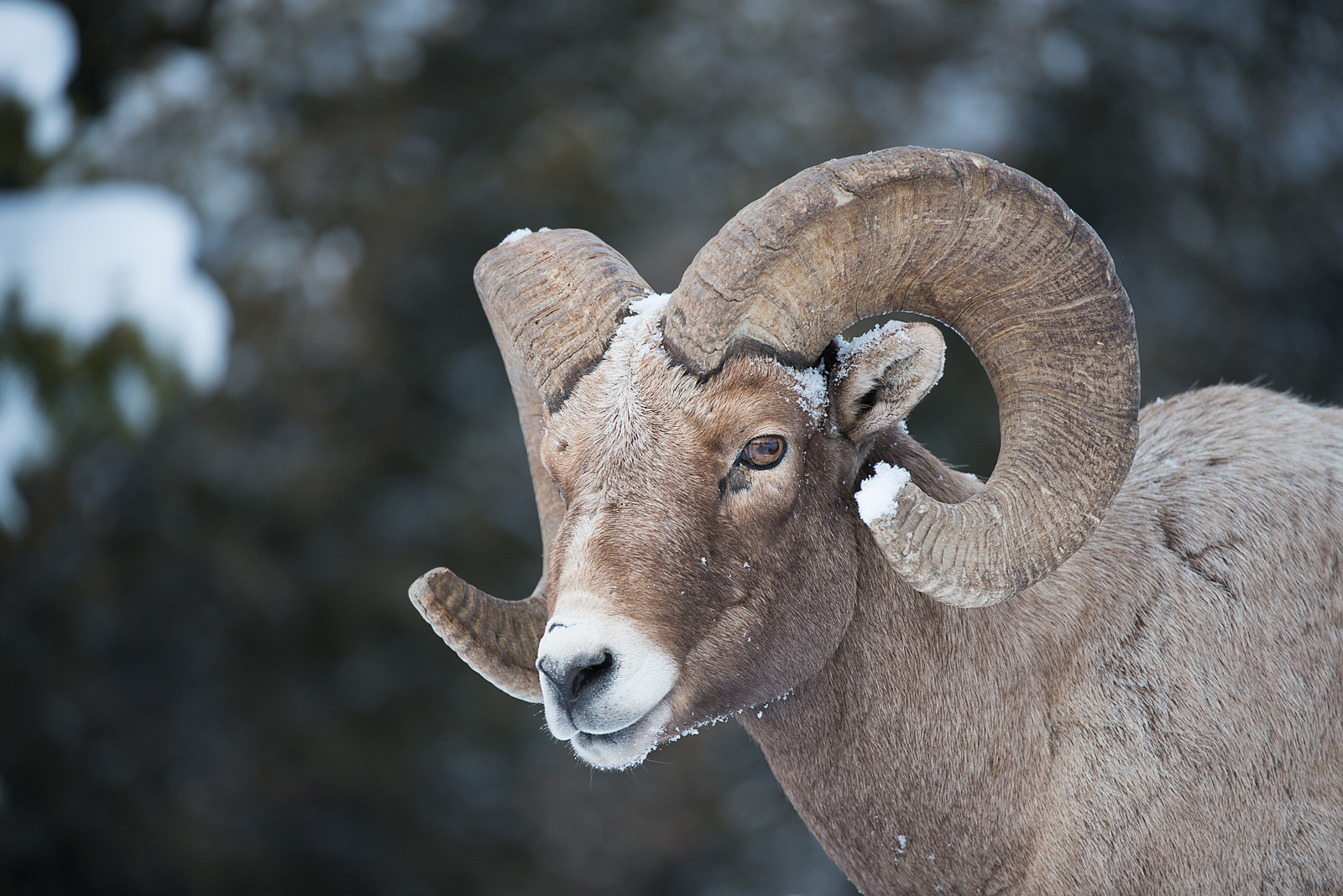 Bighorn Ram, Yellowstone National Park, Wyoming