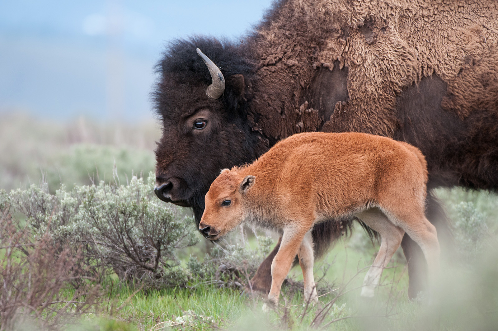 Bison Mother and Calf, Yellowstone National Park, Wyoming