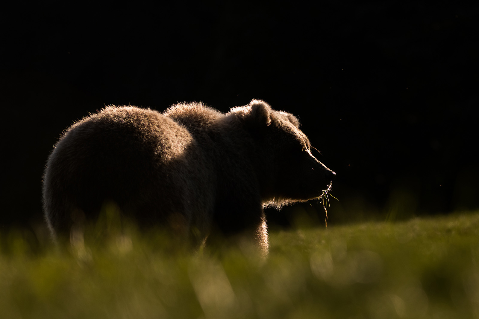 Backlit Brown Bear, Lake Clark National Park, Alaska