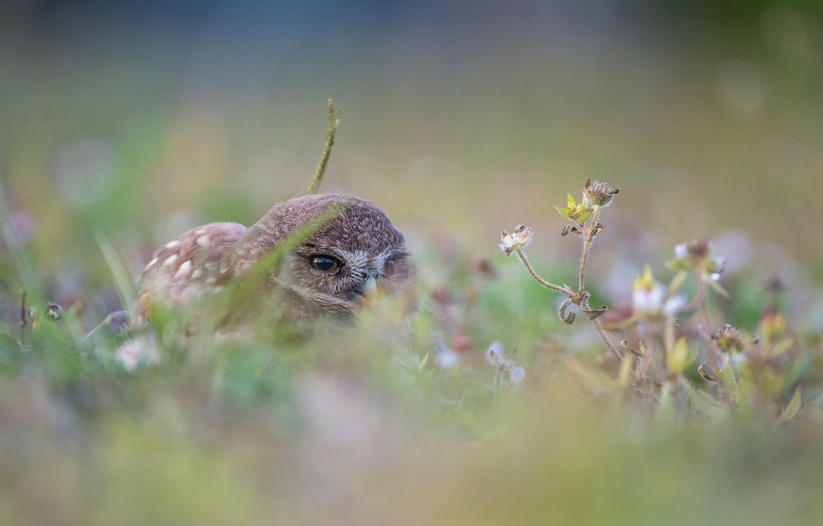 Burrowing Owl, Cape Coral, Florida