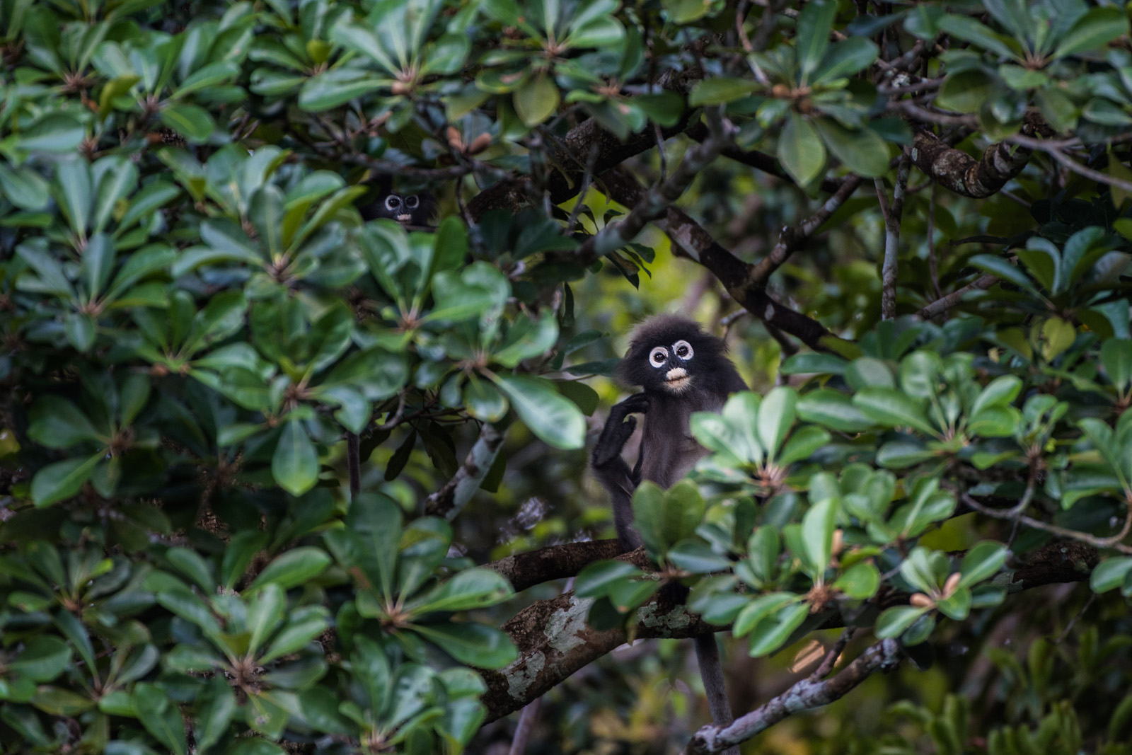 Dusky Langur, Khlong Saeng, Thailand