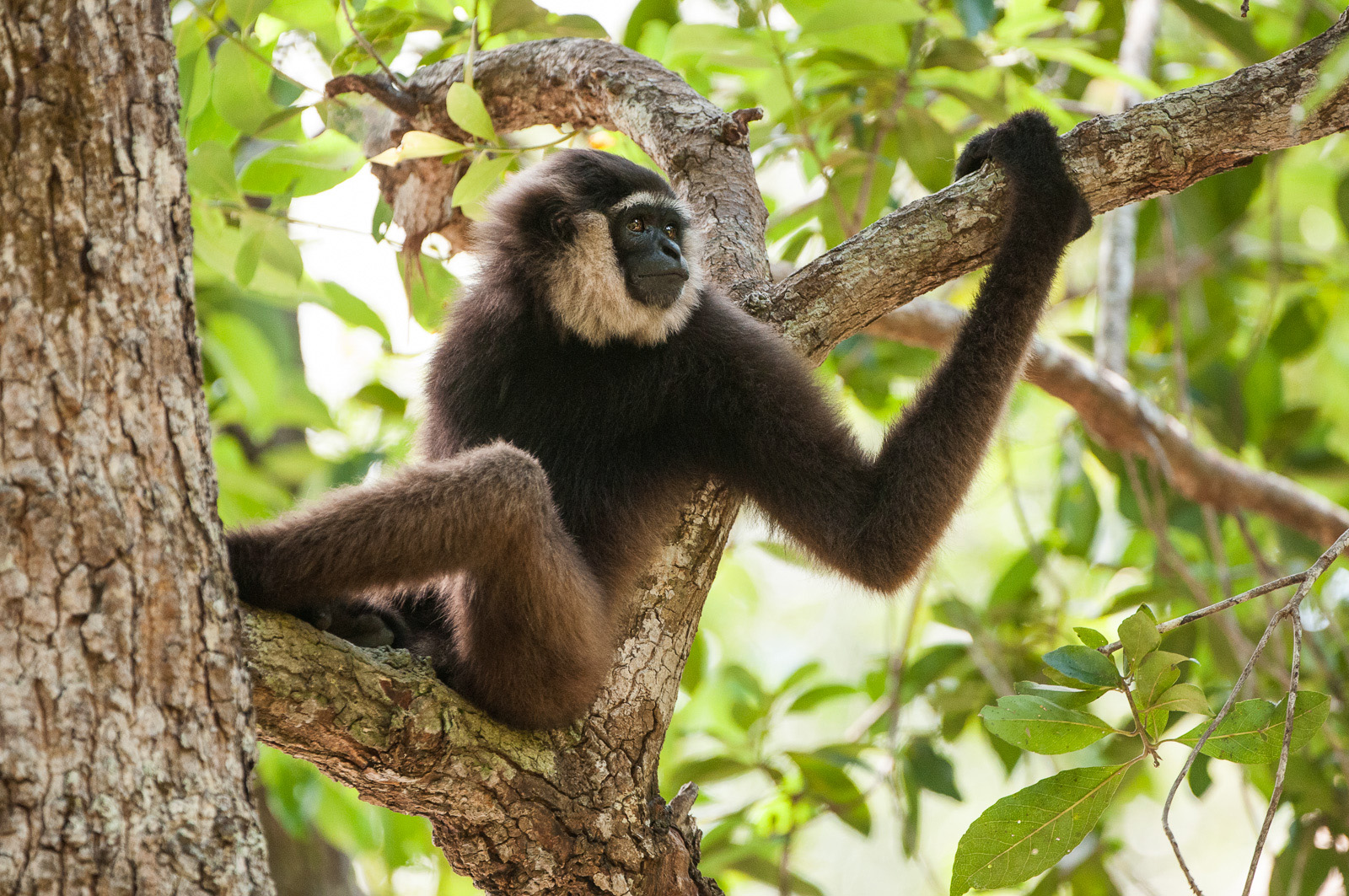 Bornean White-Bearded Gibbon, Tanjung Puting National Park, Indonesia