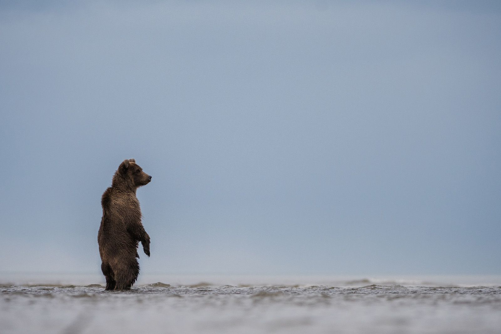 Brown Bear, Lake Clark National Park, Alaska