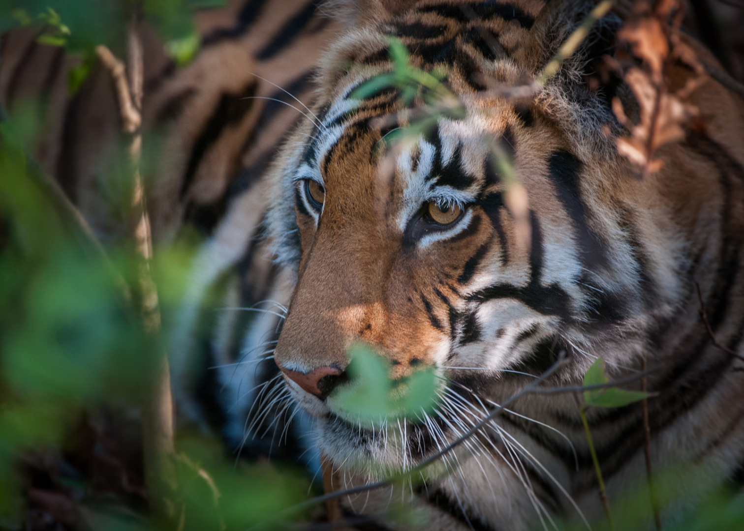 Bengal Tiger, Kanha National Park, India