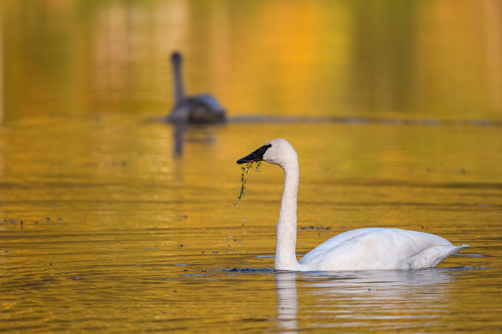 Trumpeter Swan, Tern Lake, Kenai Peninsula, Alaska