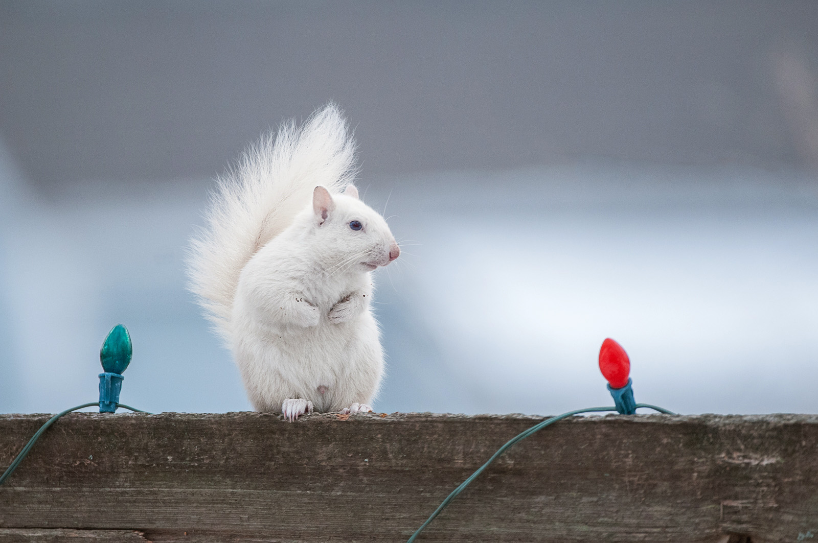 White Squirrel, Olney, Illinois