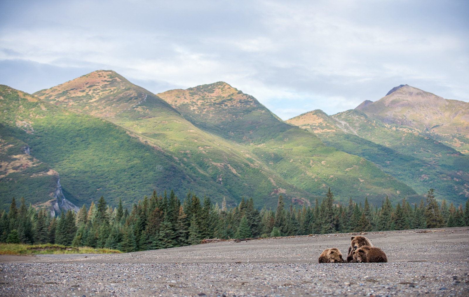 Bear Naptime, Lake Clark National Park, Alaska