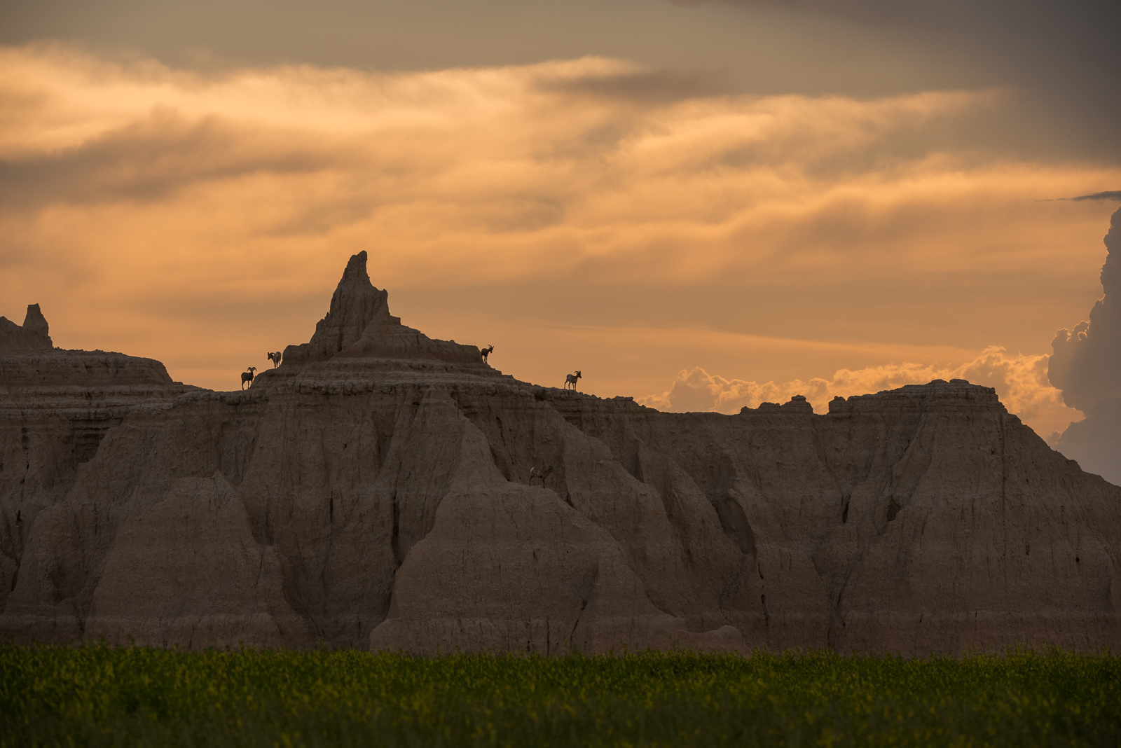 Bighorn and Badlands, Badlands National Park, South Dakota