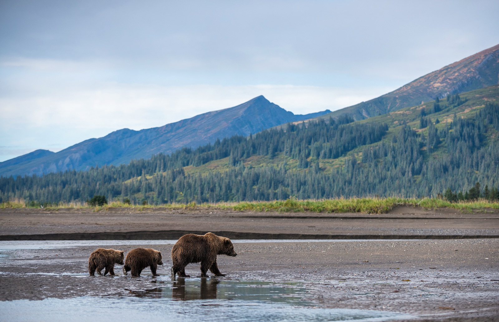 Brown Bear Landscape, Lake Clark National Park, Alaska