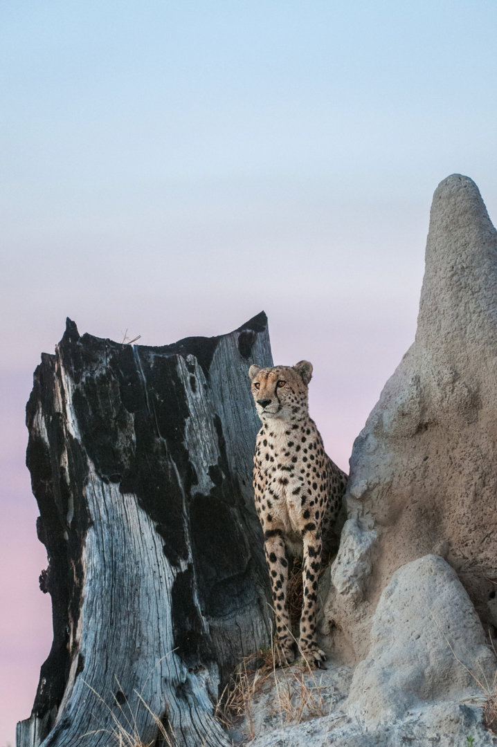 Cheetah, Linyanti Swamp, Botswana