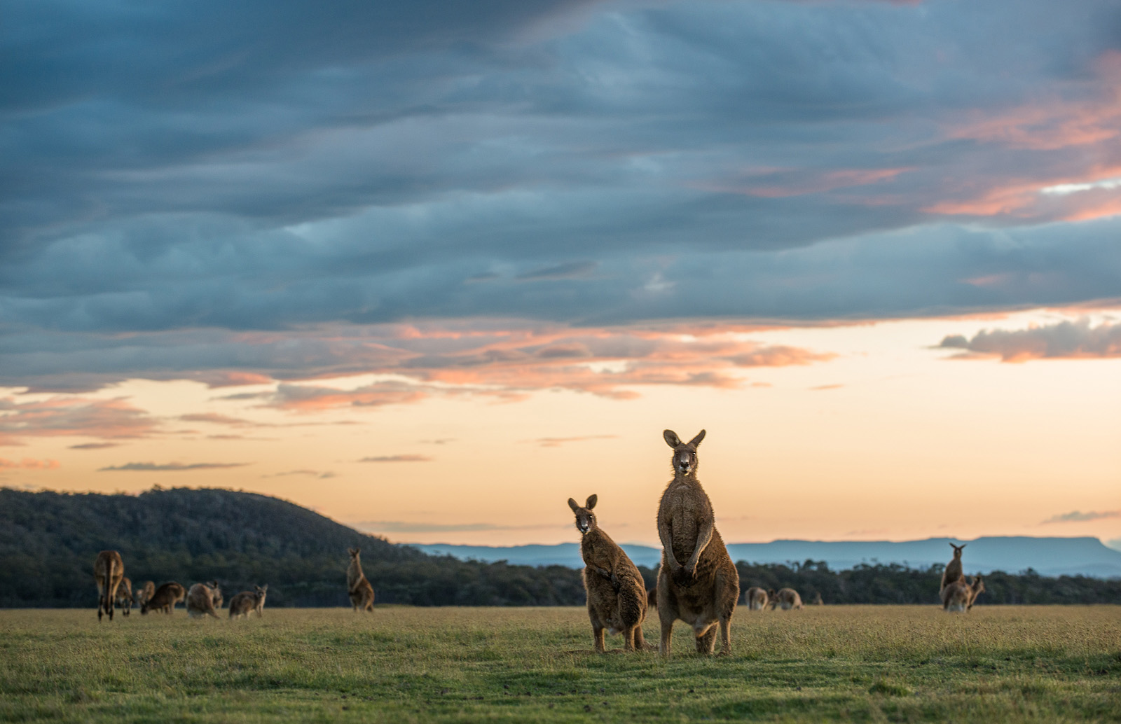 Eastern grey kangaroos (Macropus giganteus), known locally as a foresters, beneath a colorful sky in the opn grasslands of Narawantapu National Park in Tasmania, Australia.