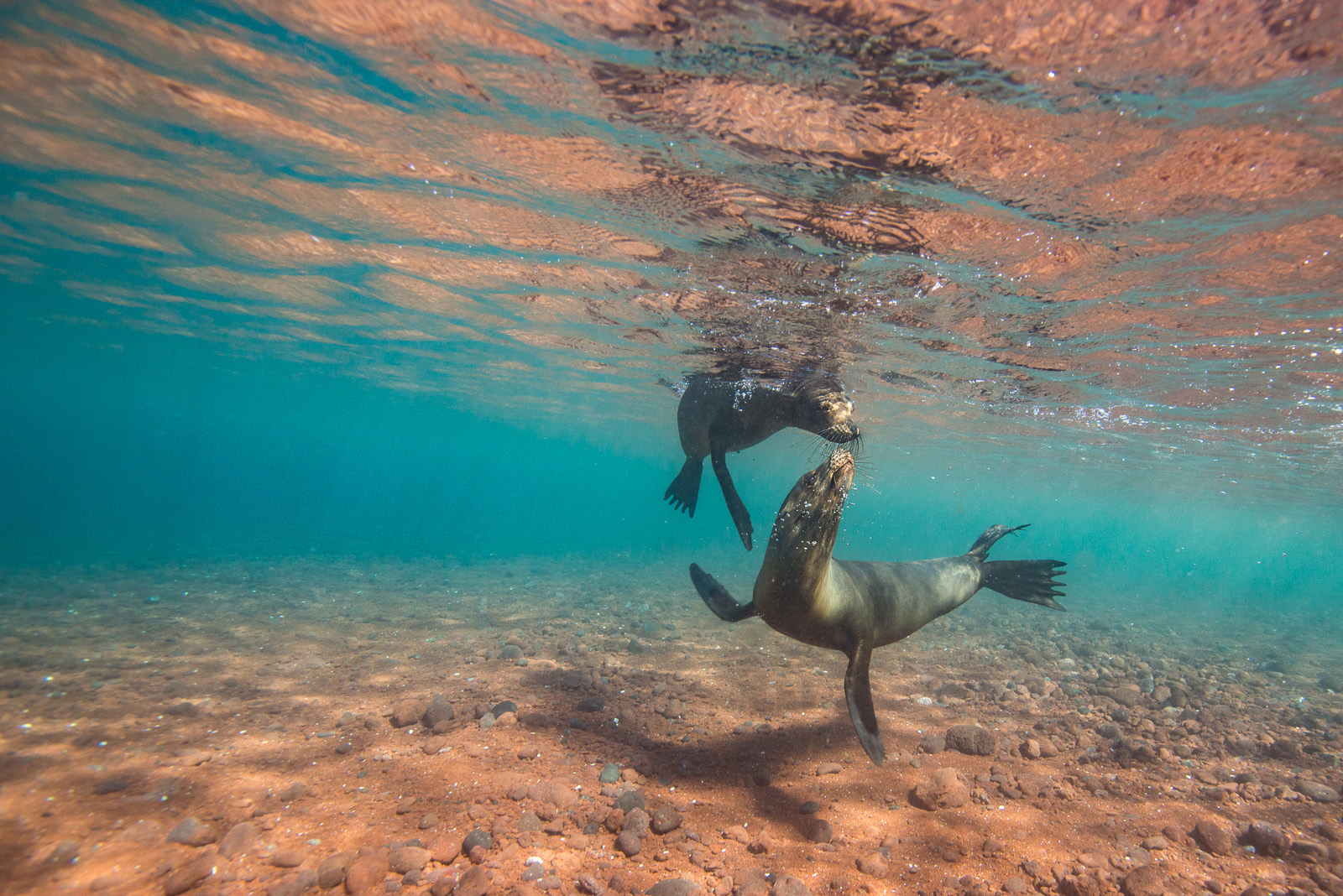 Galápagos Sea Lion Kiss, Rabida Island, Galápagos Islands, Ecuador