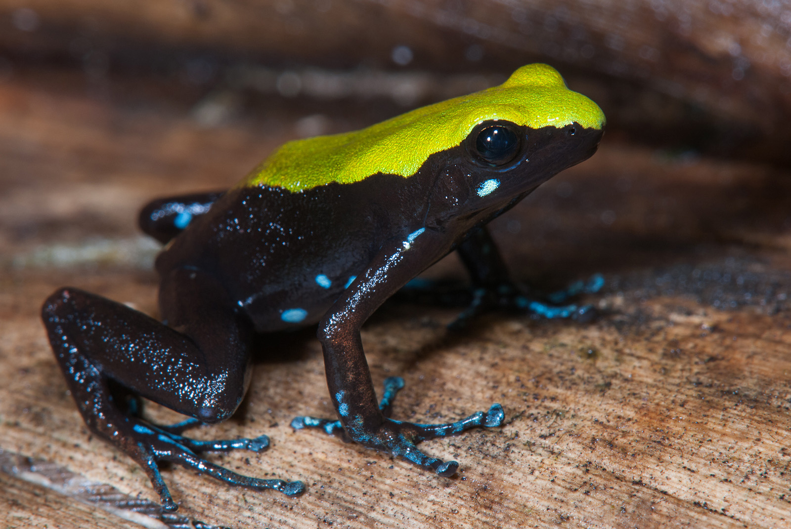 Green-Backed Mantella, Nosy Mangabe, Madagascar