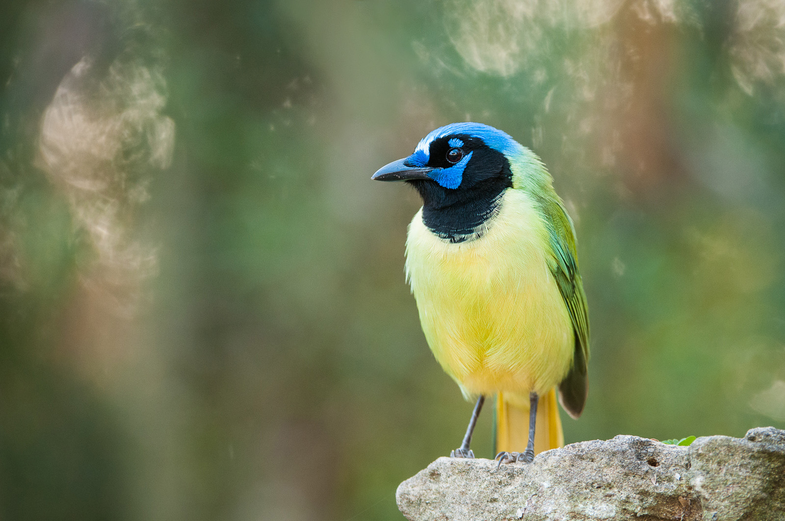 Green Jay, Laguna Atascosa National Wildlife Refuge, Las Fresnos, Texas