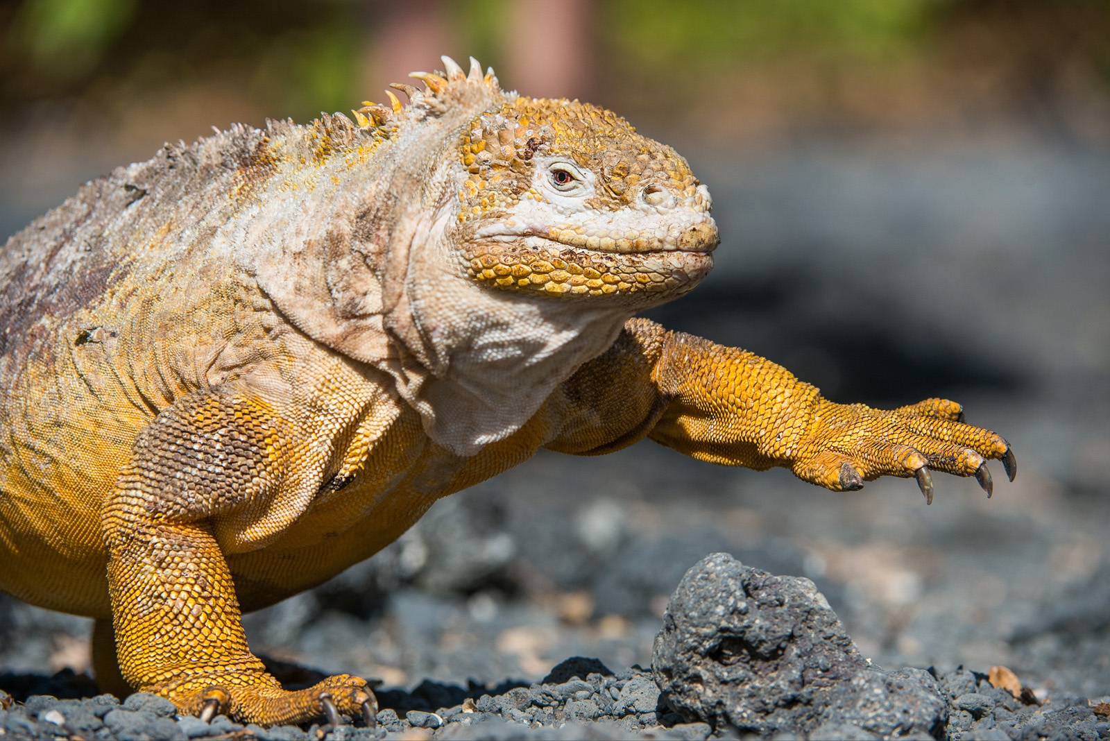 Galápagos Land Iguana, Isabela Island, Galápagos Islands, Ecuador