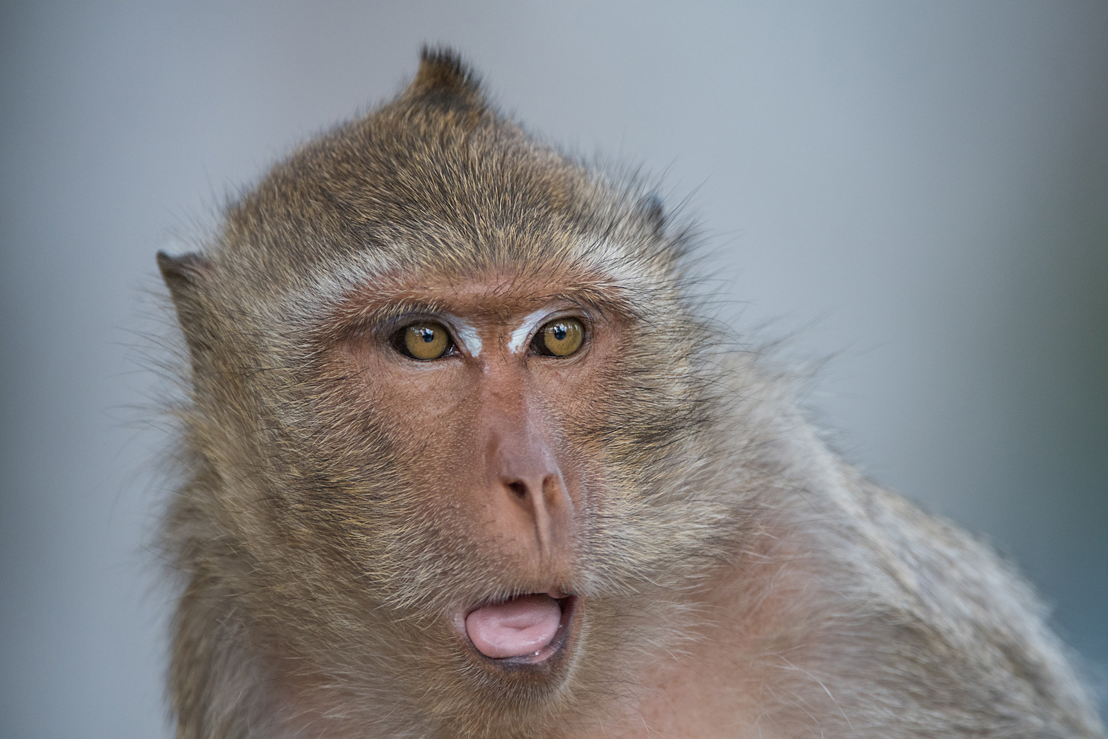 Long-Tailed Macaque, Malay Peninsula, Thailand
