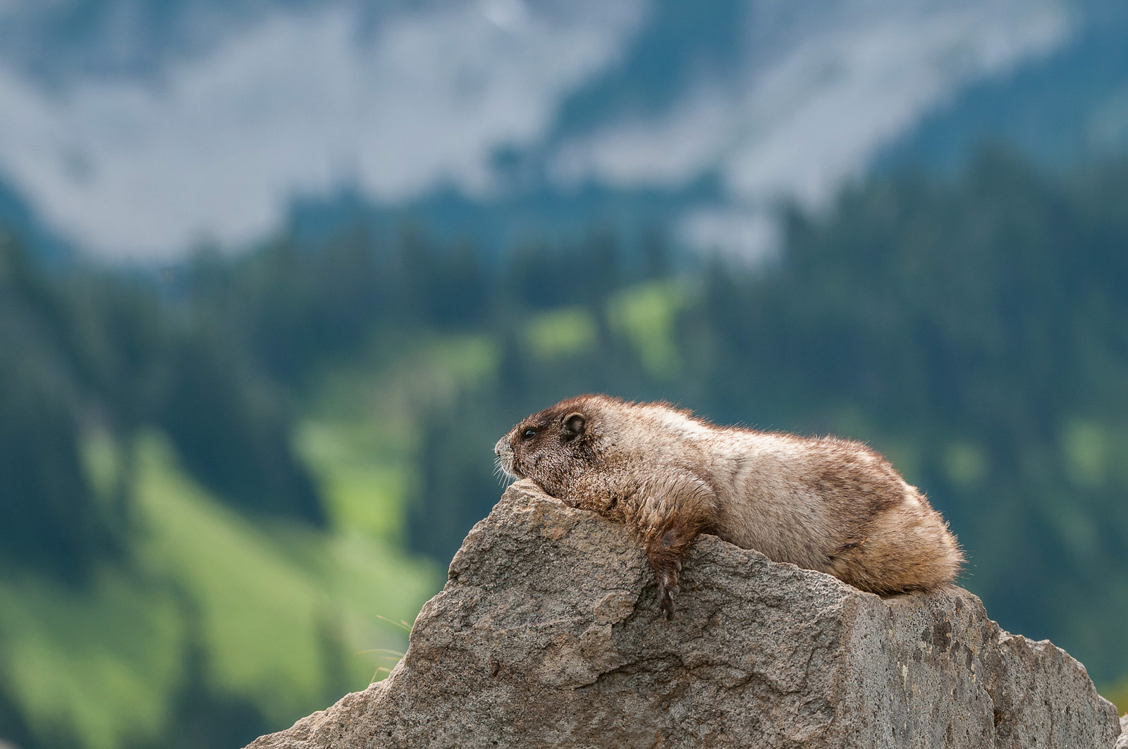 Hoary Marmot, Mount Rainier National Park, Washington