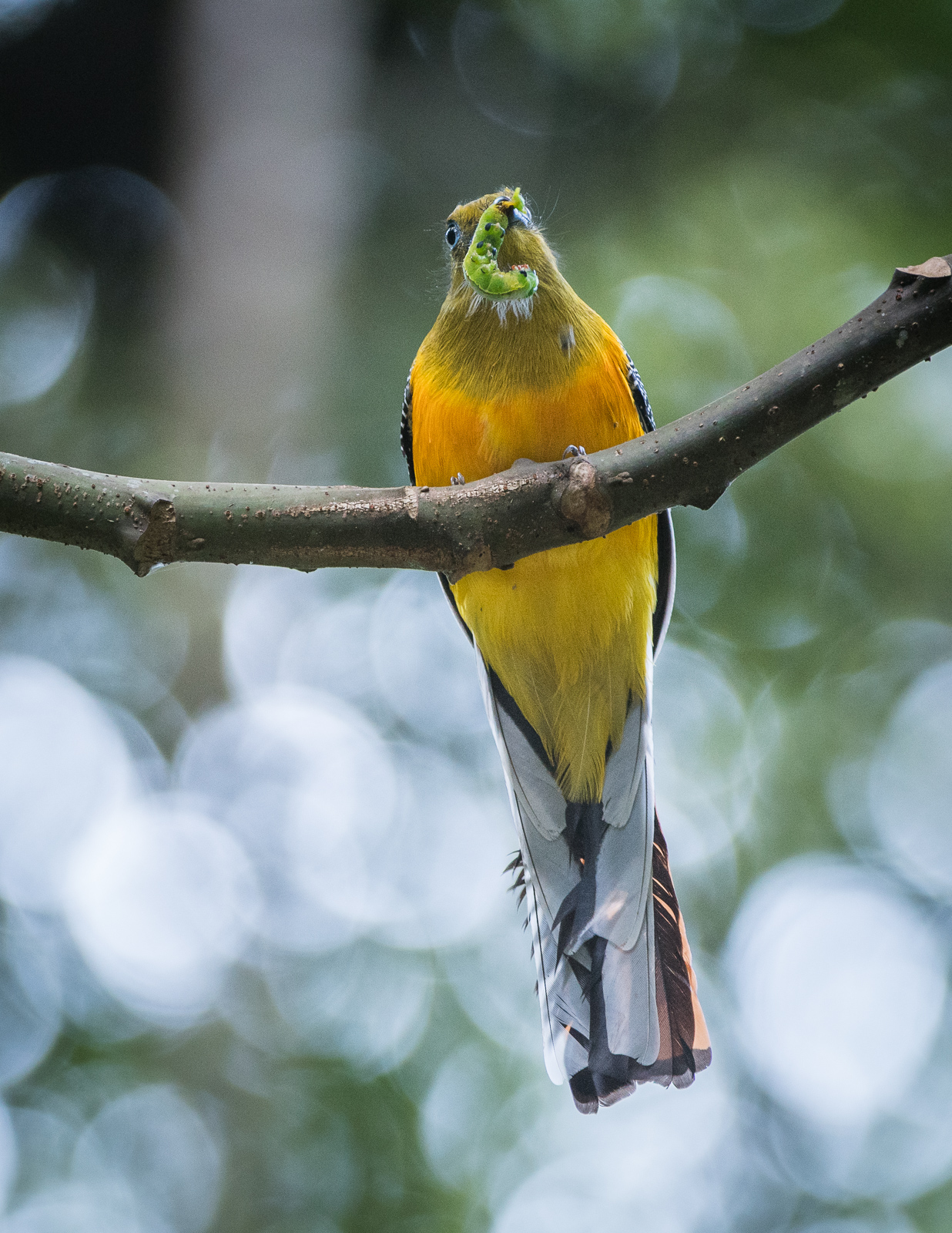 Orange Breasted Trogon, El Valle, Panama
