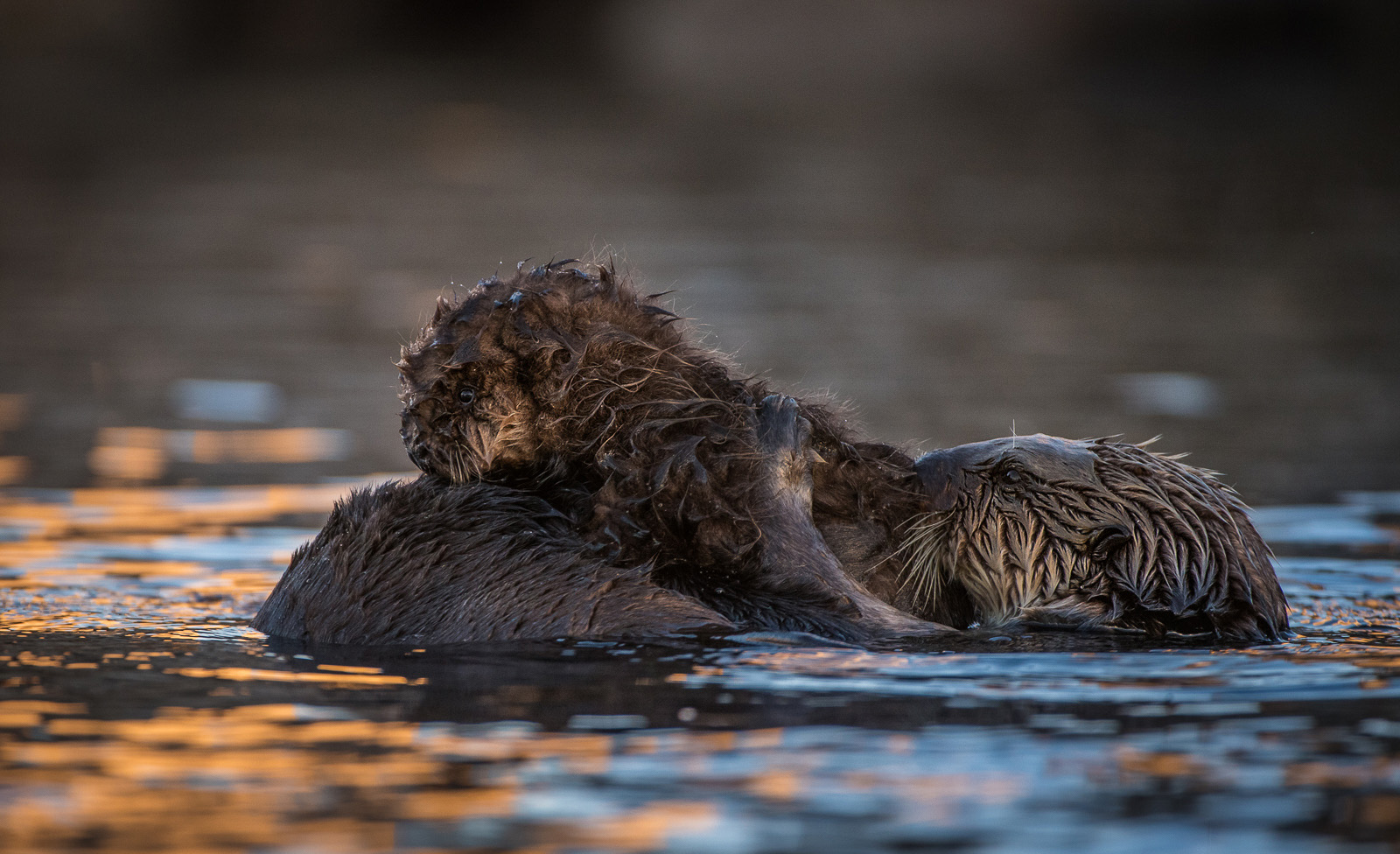 Sea Otter Pup, Morro Bay, California