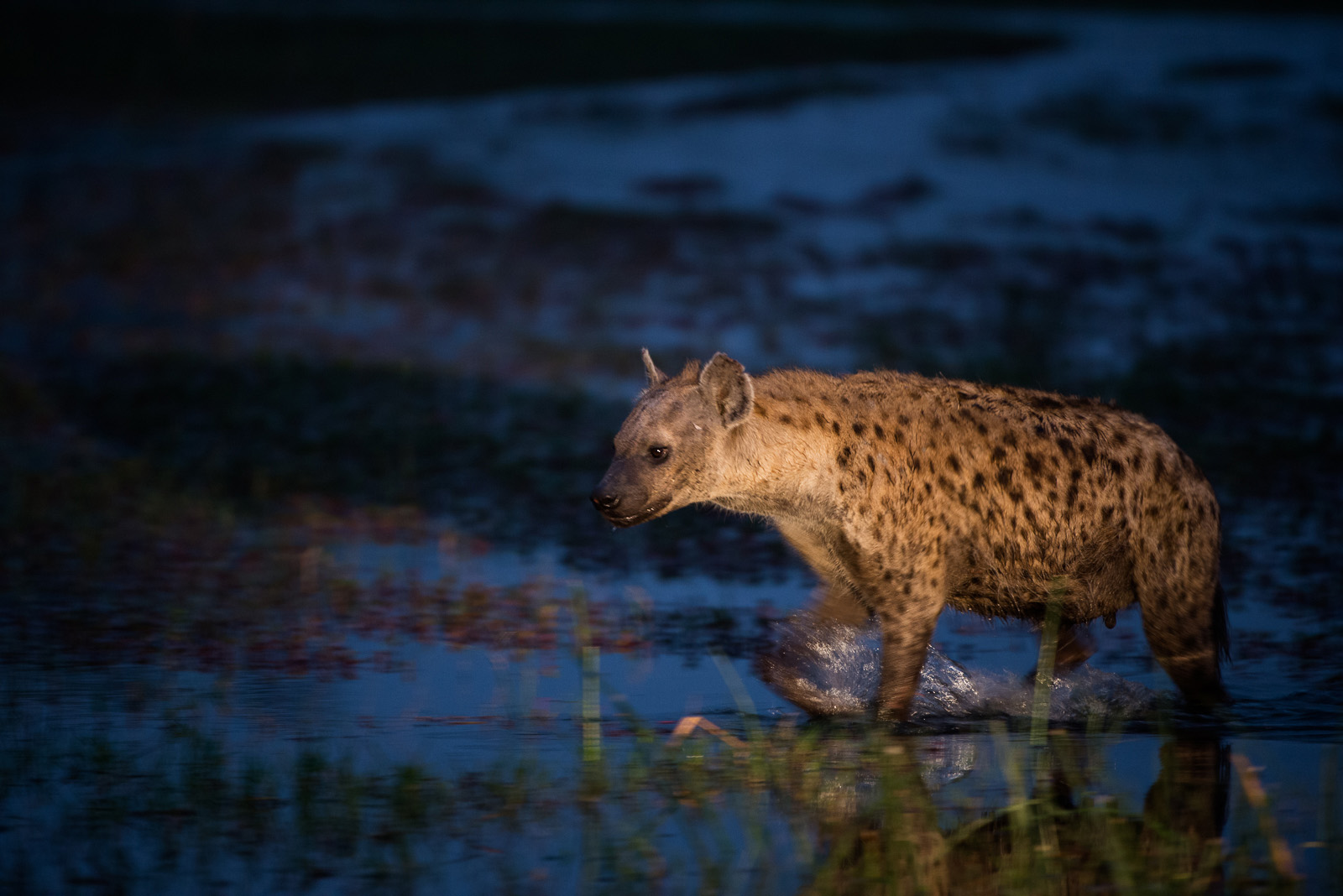 Spotlit Hyena, Linyanti Concession, Botswana
