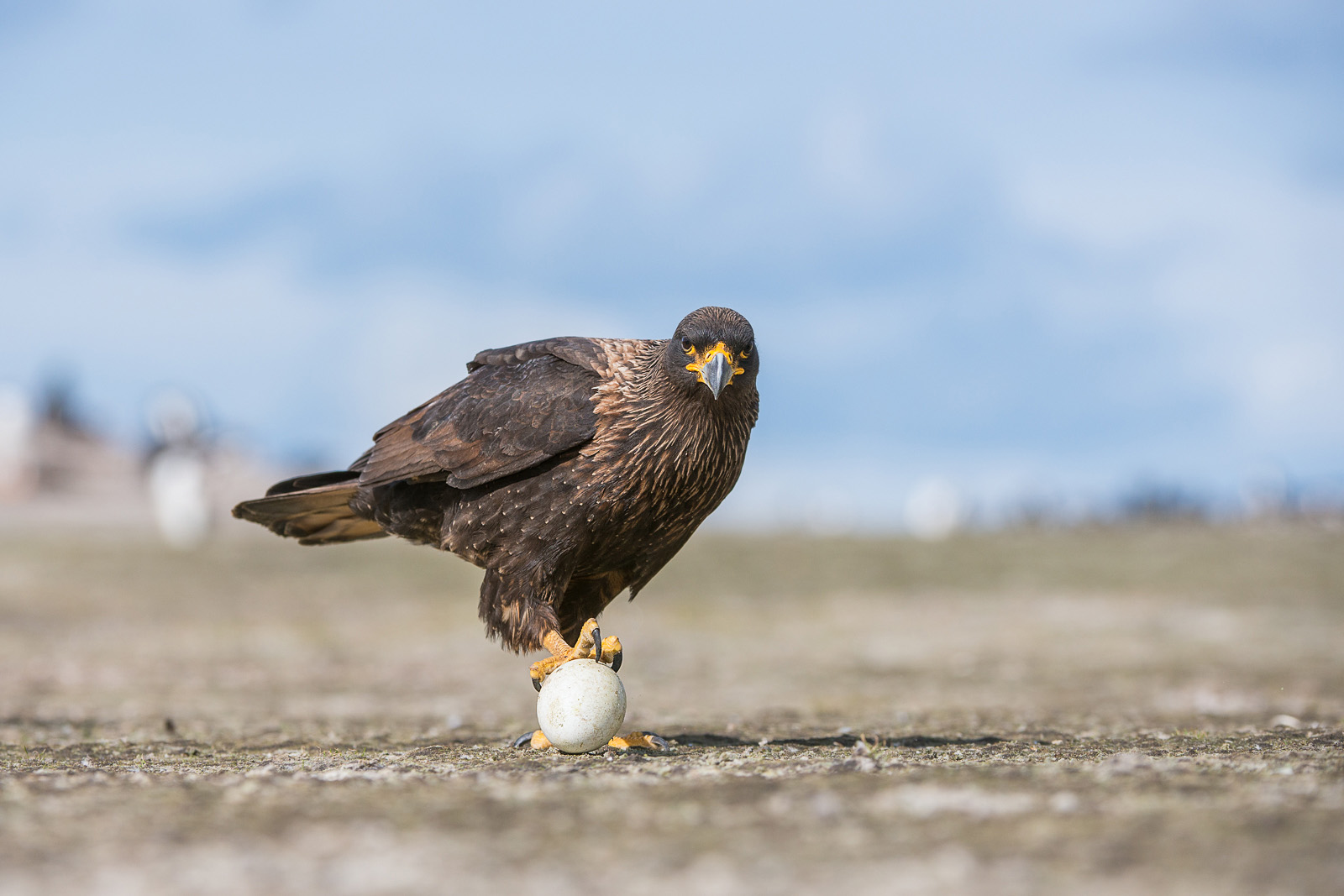Striated Caracara, Saunders Island, Falkland Islands