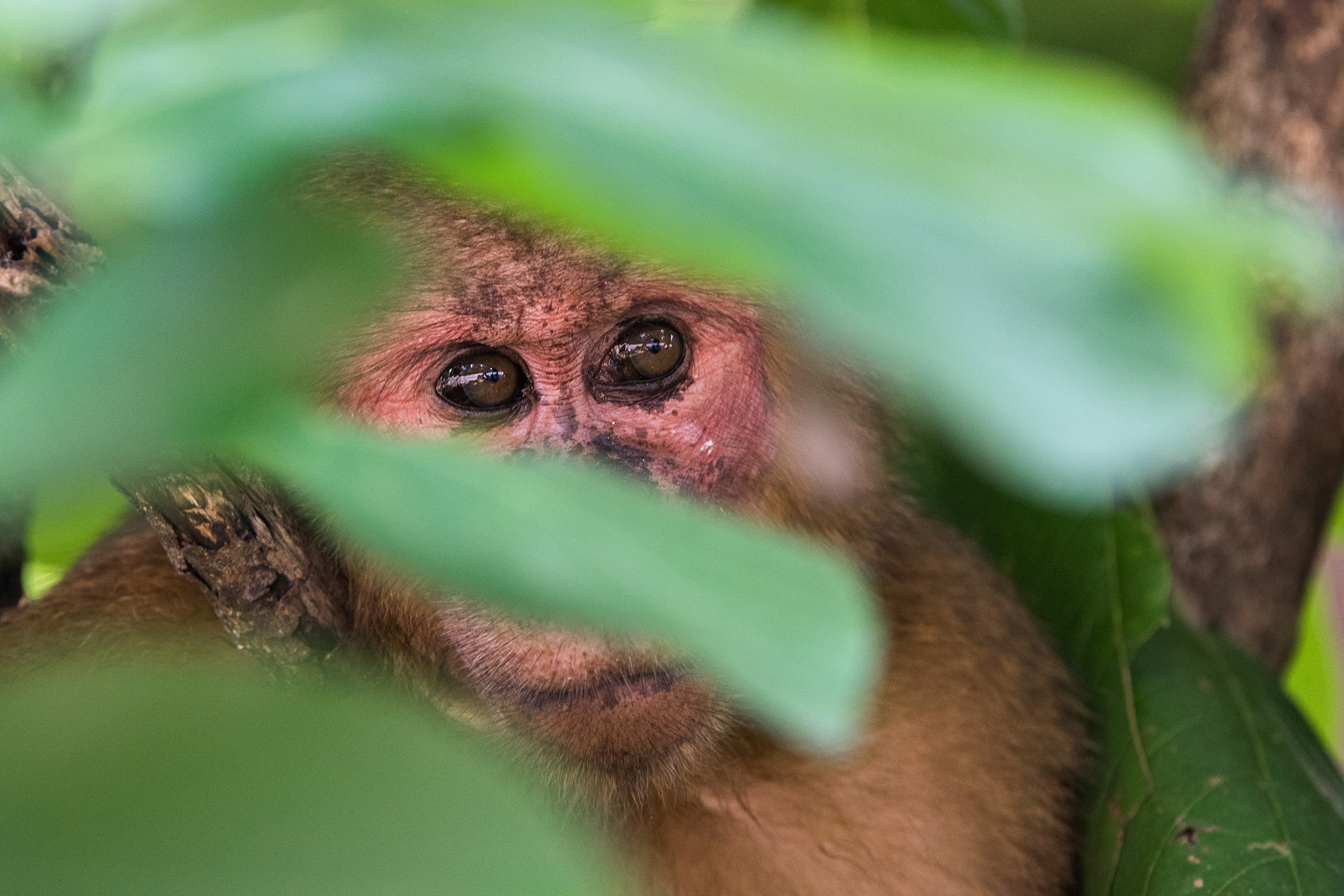 Stump-Tailed Macaque, Malay Peninsula, Thailand