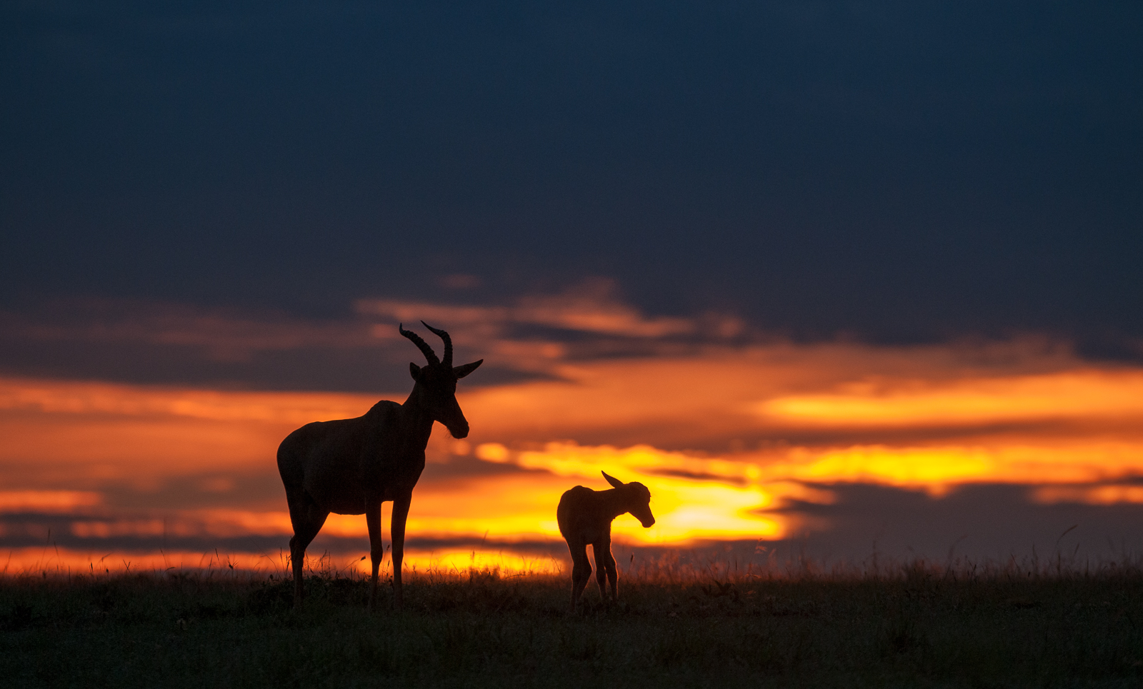 Topi Silhouette, Masai Mara, Kenya
