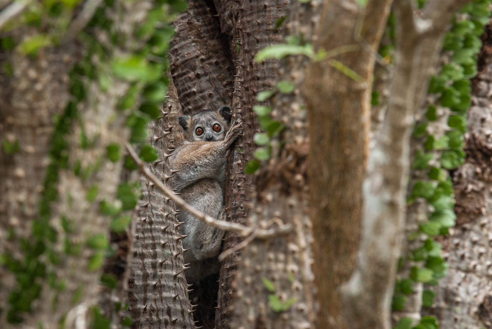 White-Footed Sportive Lemur, Berenty, Madagascar