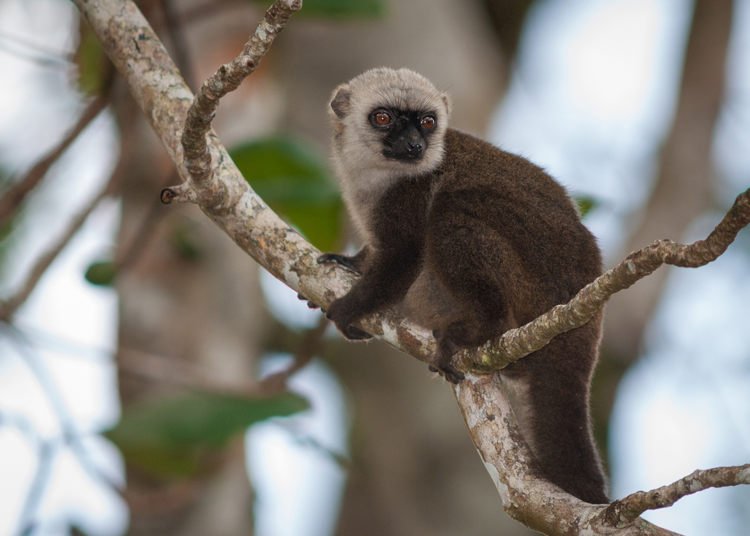White Fronted Brown Lemur, Nosy Mangabe, Madagascar
