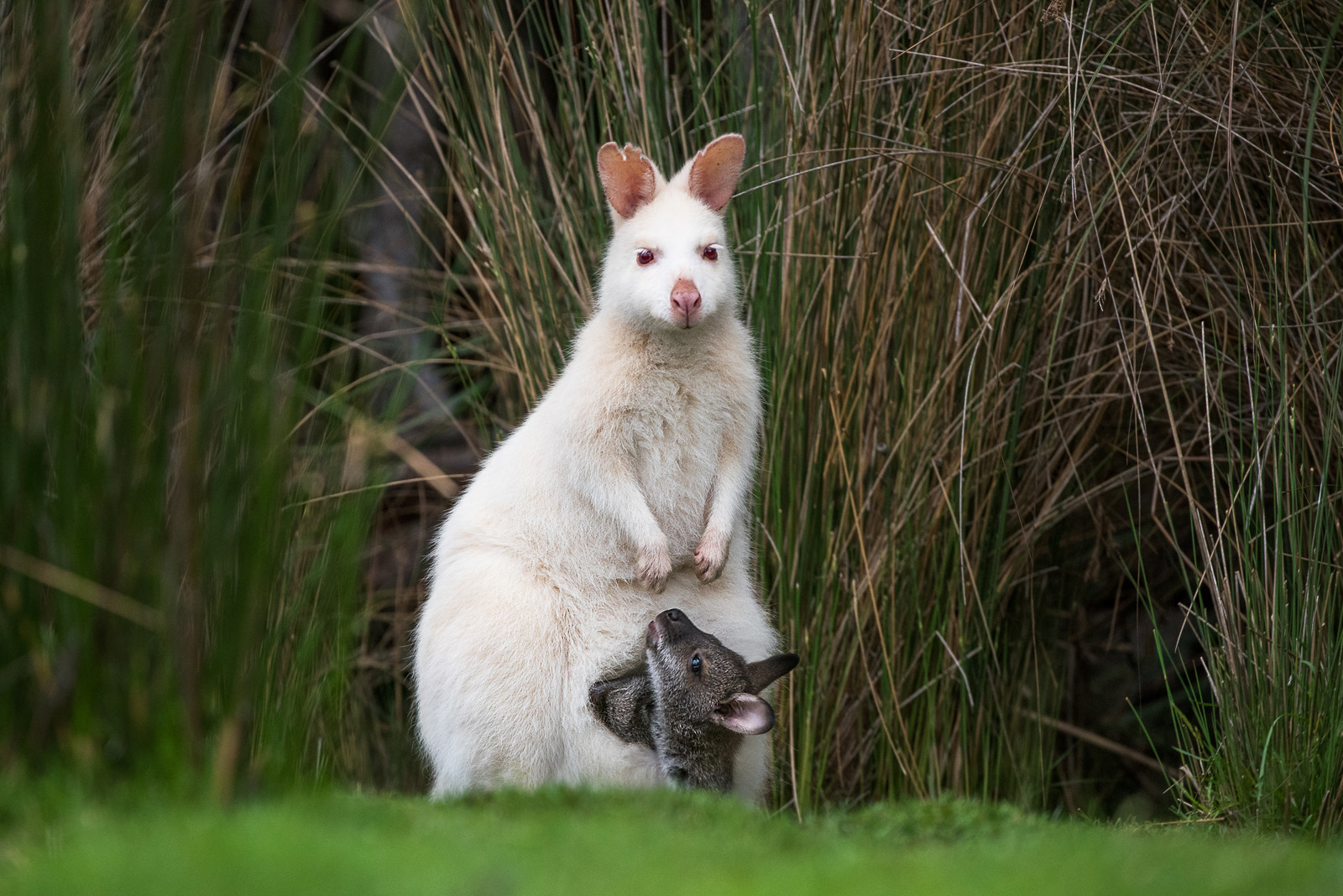 White Wallaby with Joey, Bruny Island, Tasmania, Australia