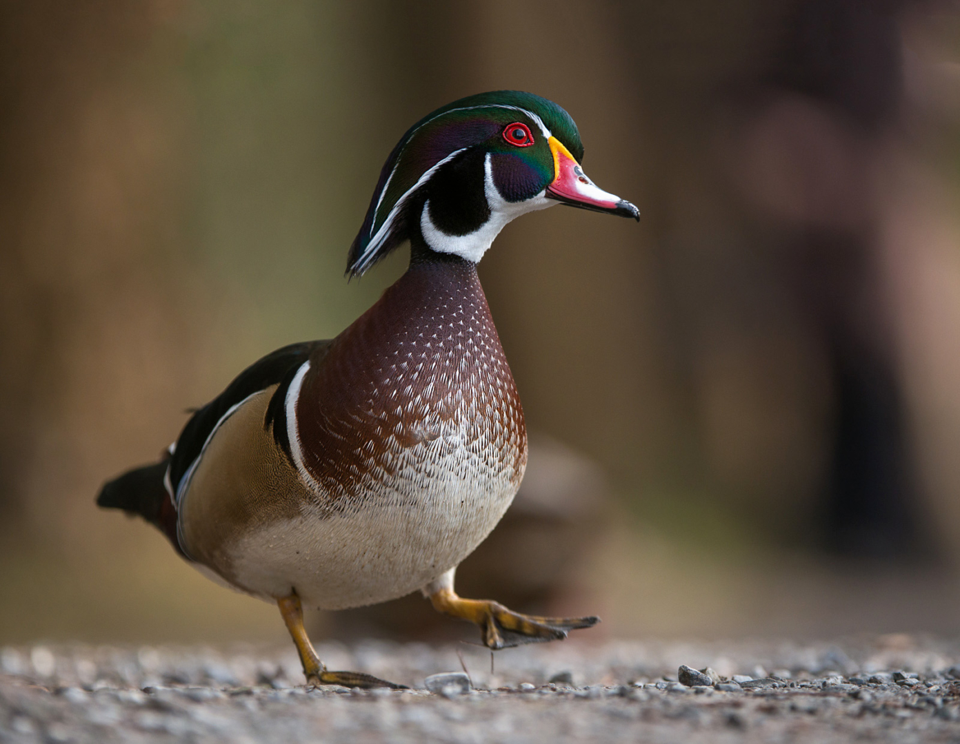 Wood Duck, Reifel Bird Sanctuary, Vancouver, British Columbia, Canada