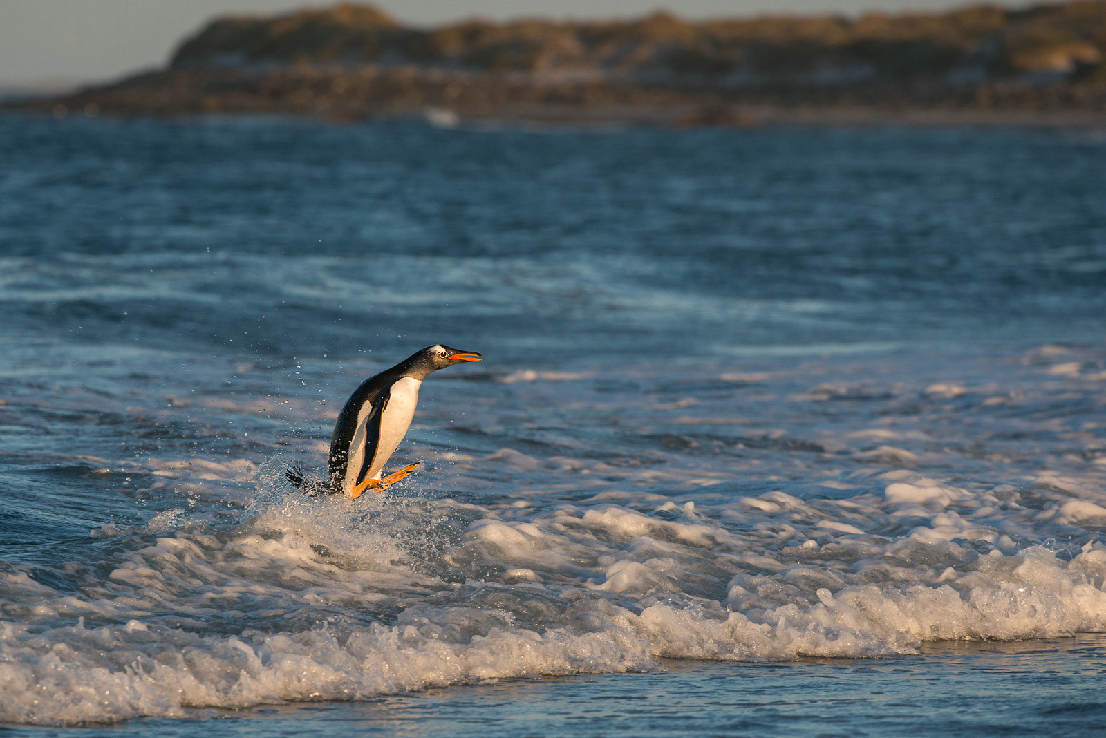 Surfing Gentoo Penguin, Sea Lion Island, Falkland Islands