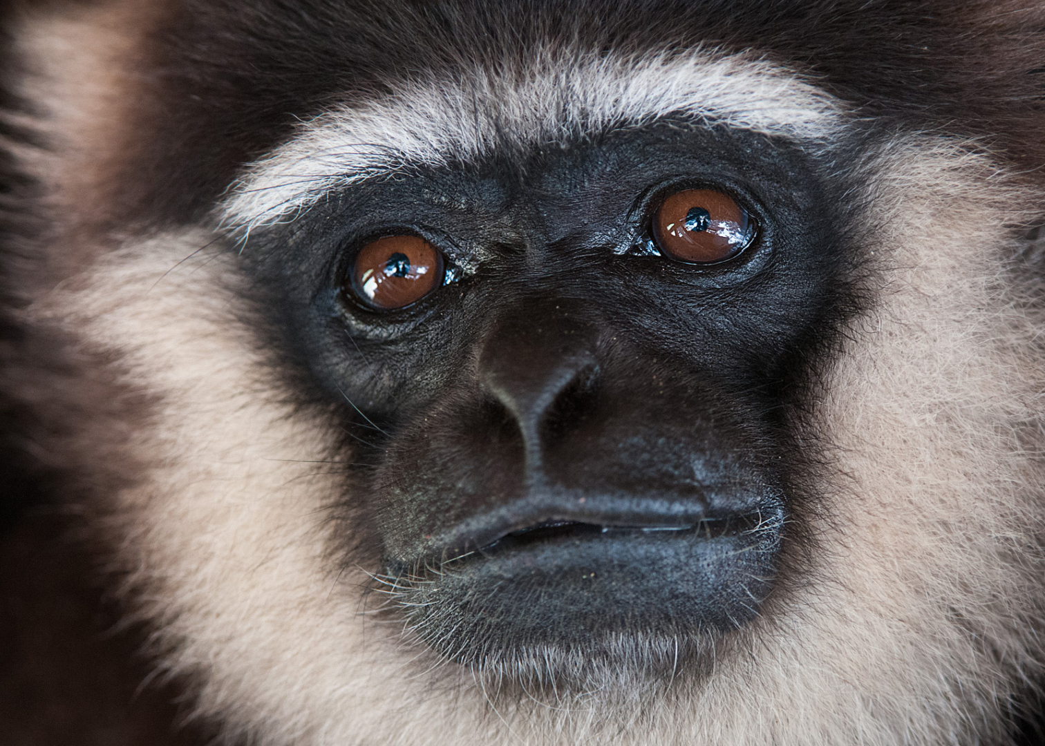 Bornean White Bearded Gibbon, Tanjung Puting National Park, Indonesia