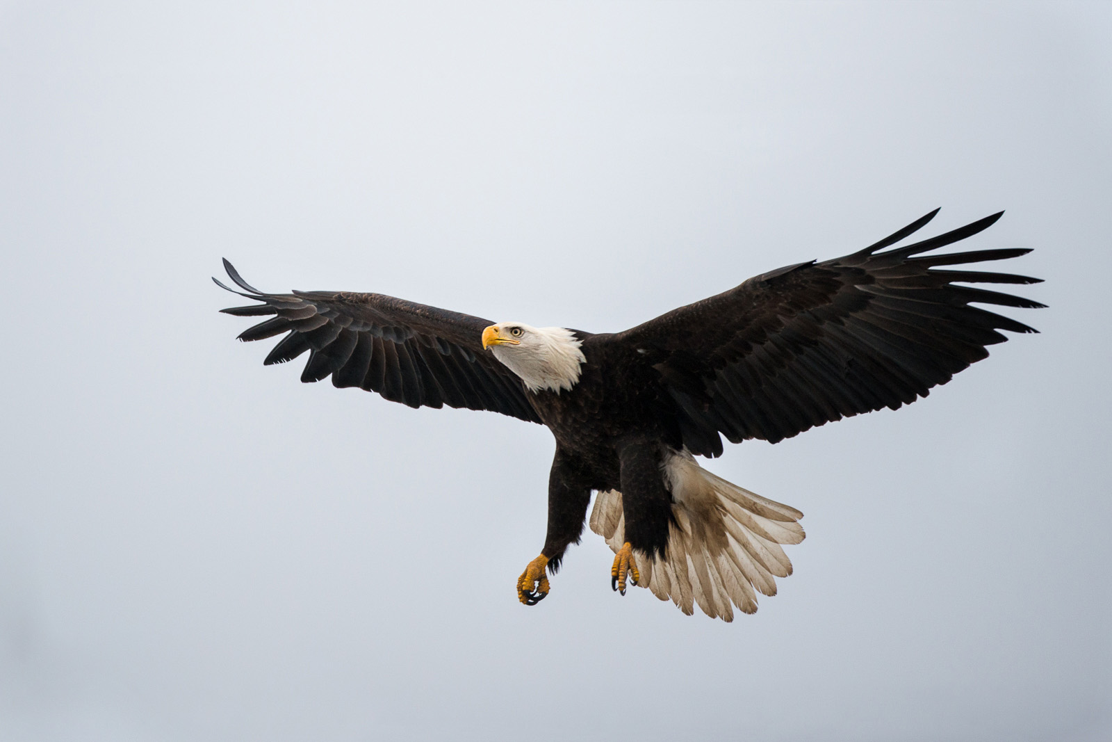 Bald Eagle, Boundary Bay, British Columbia, Canada