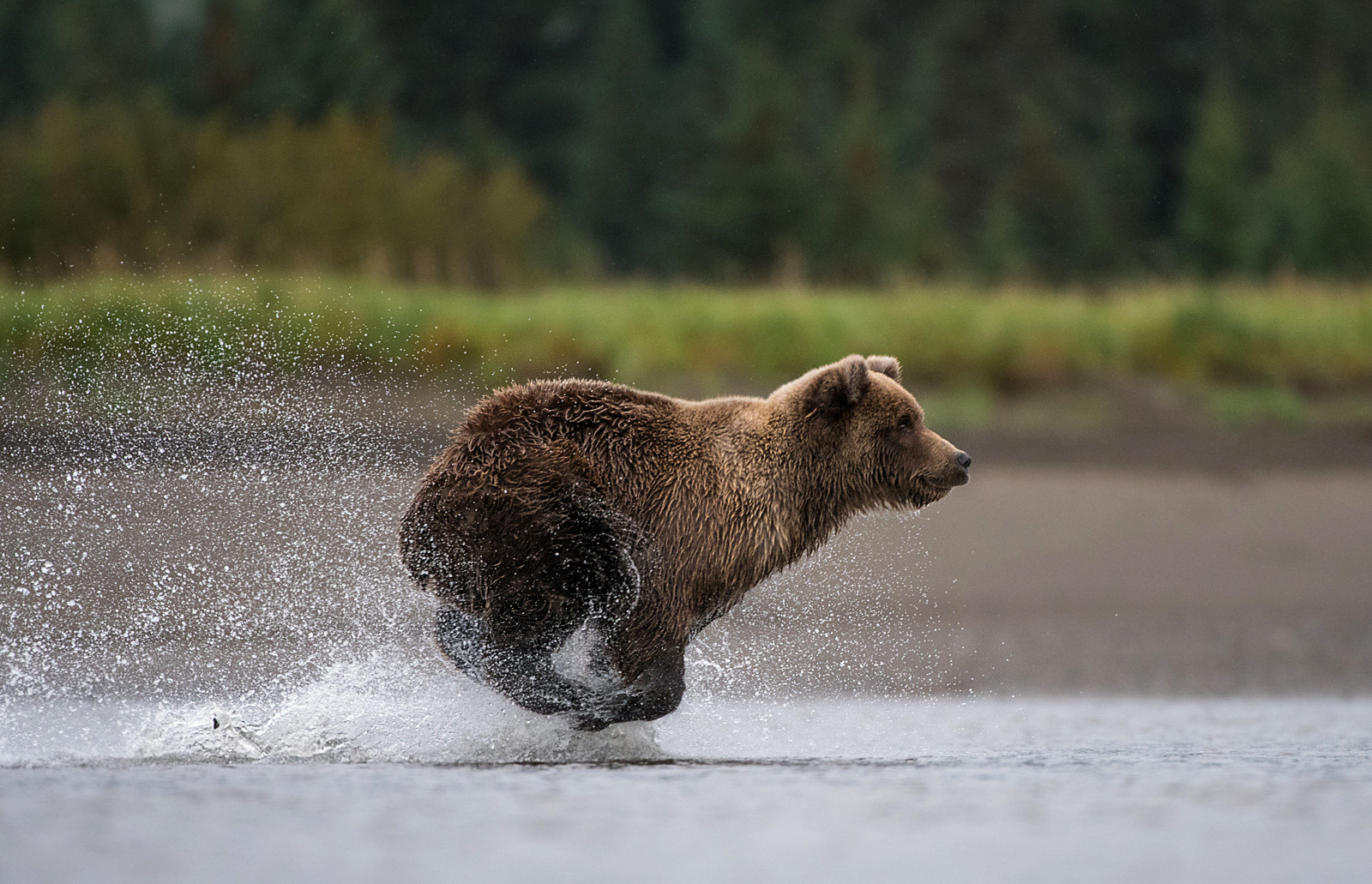 Brown Bear, Lake Clark National Park, Alaska
