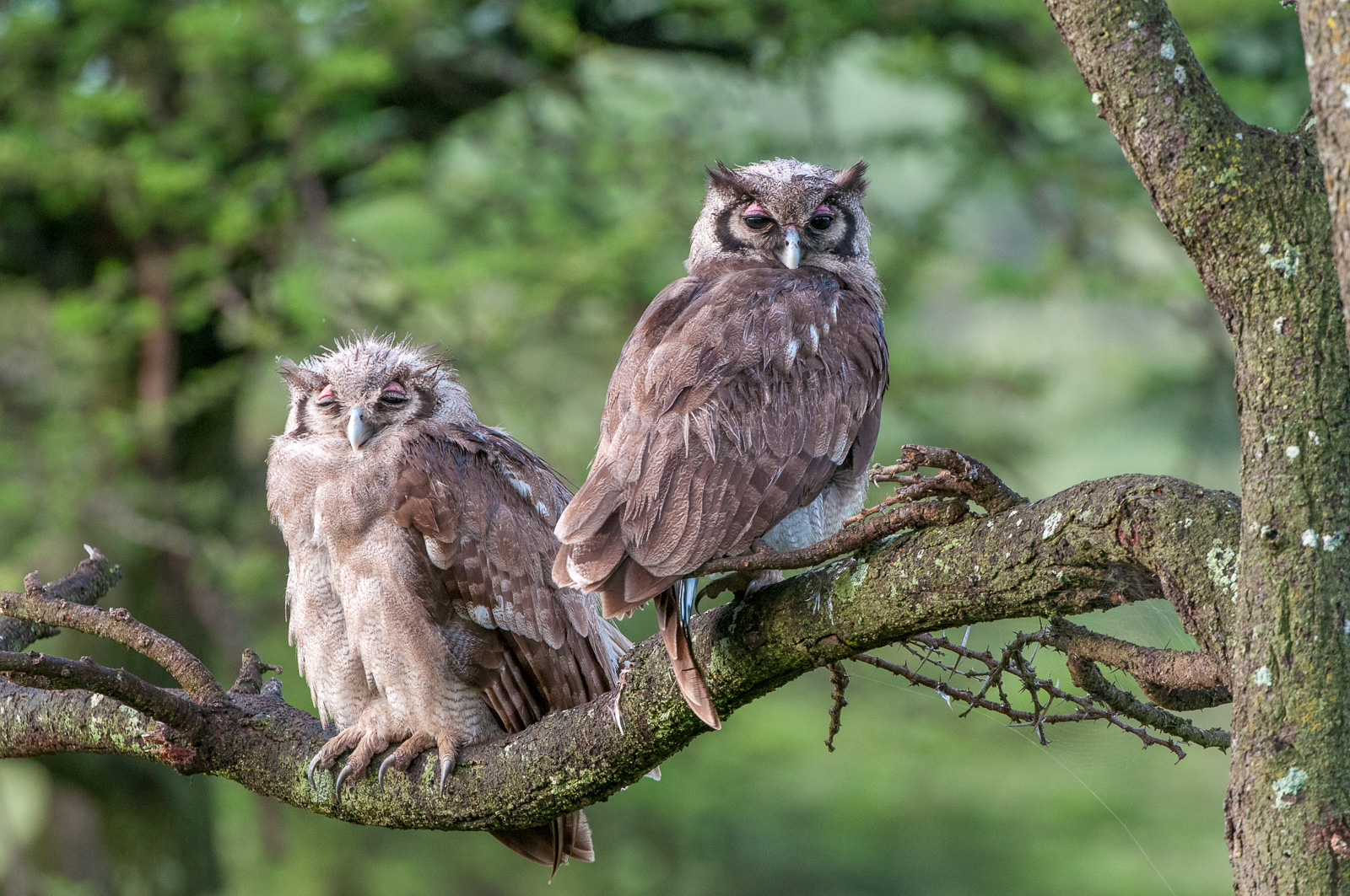 Verreaux's Eagle Owl Chicks, Olare Orok, Masai Mara, Kenya