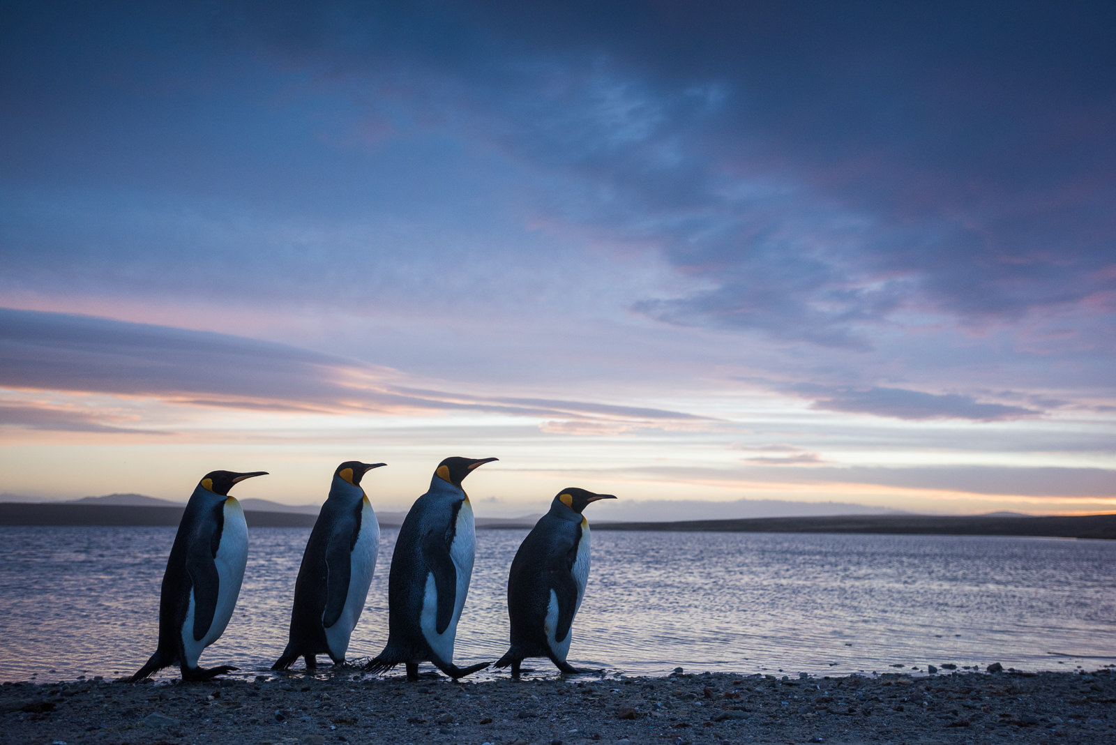 King Penguins, Volunteer Point, Falkland Islands