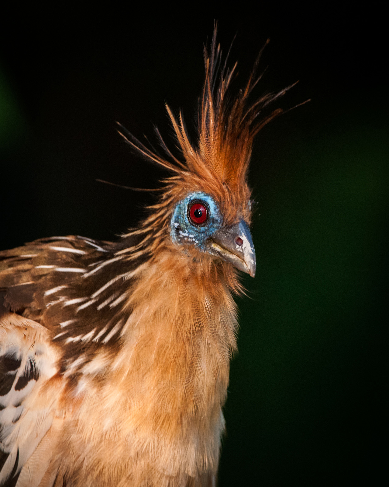 Hoatzin, Madidi National Park, Bolivia