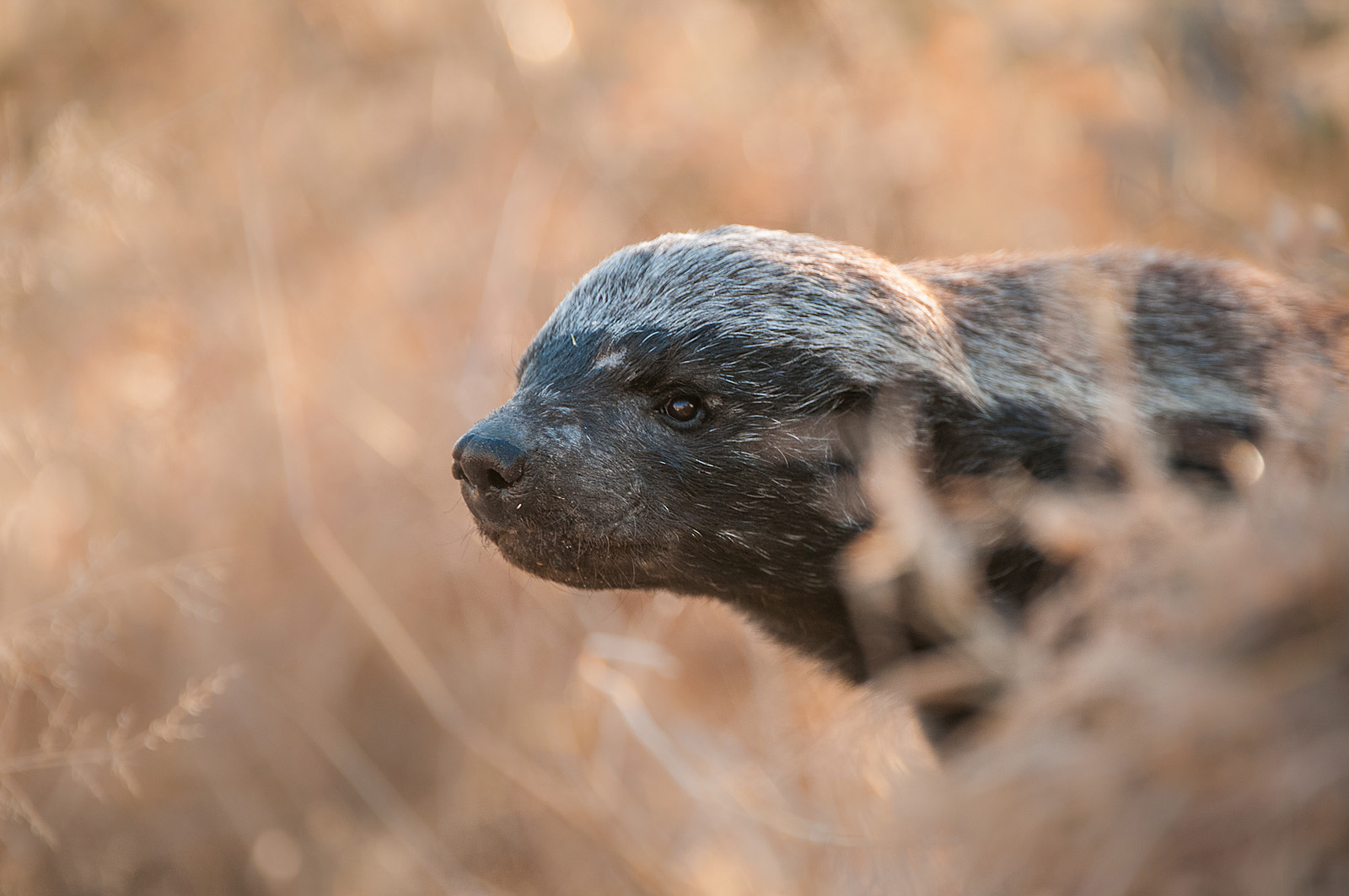 Honey Badger, Central Kalahari Game Reserve, Botswana