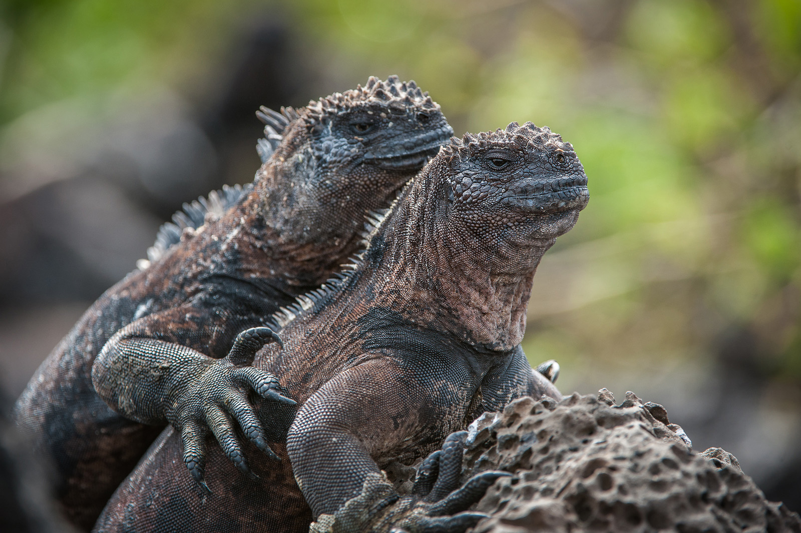 Iguana Love, La Fe Island, Galapagos Islands, Ecuador