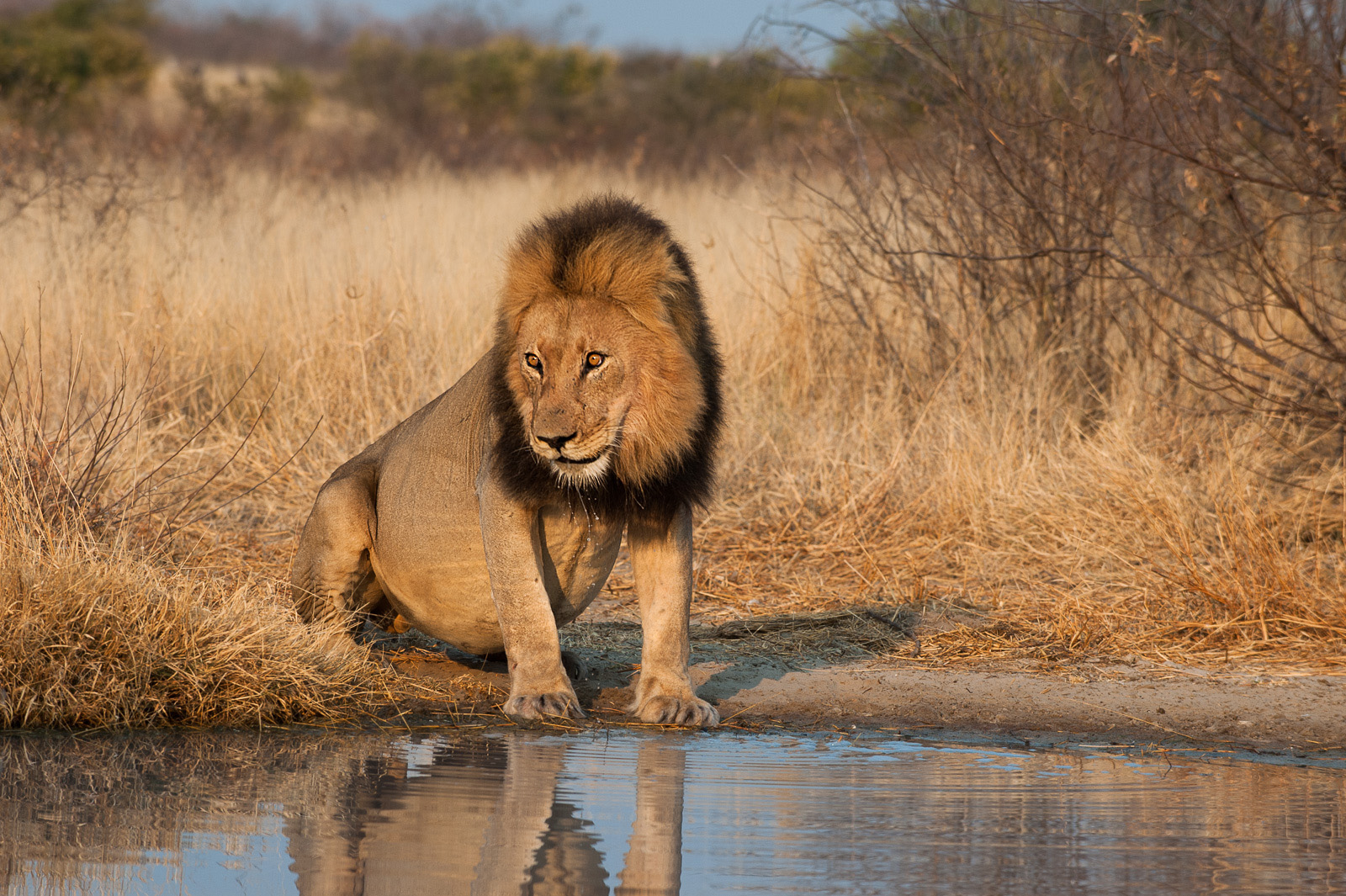 Lion at Water Hole, Central Kalahari Game Reserve, Botswana