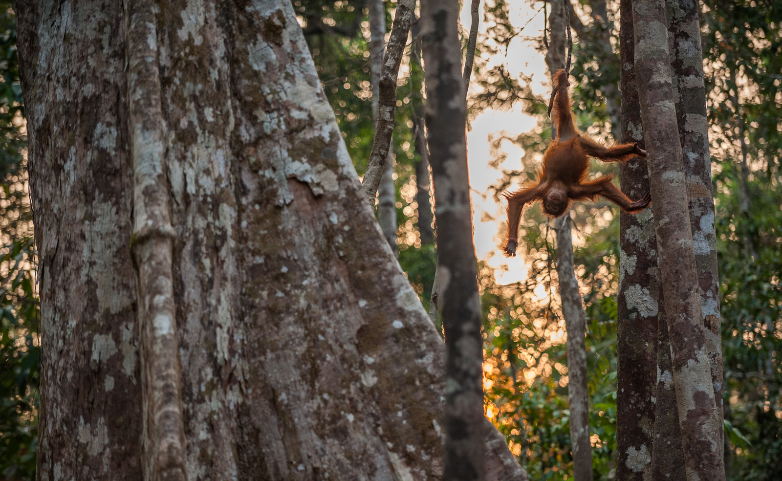 Orangutan, Tanjung Puting National Park, Indonesian Borneo