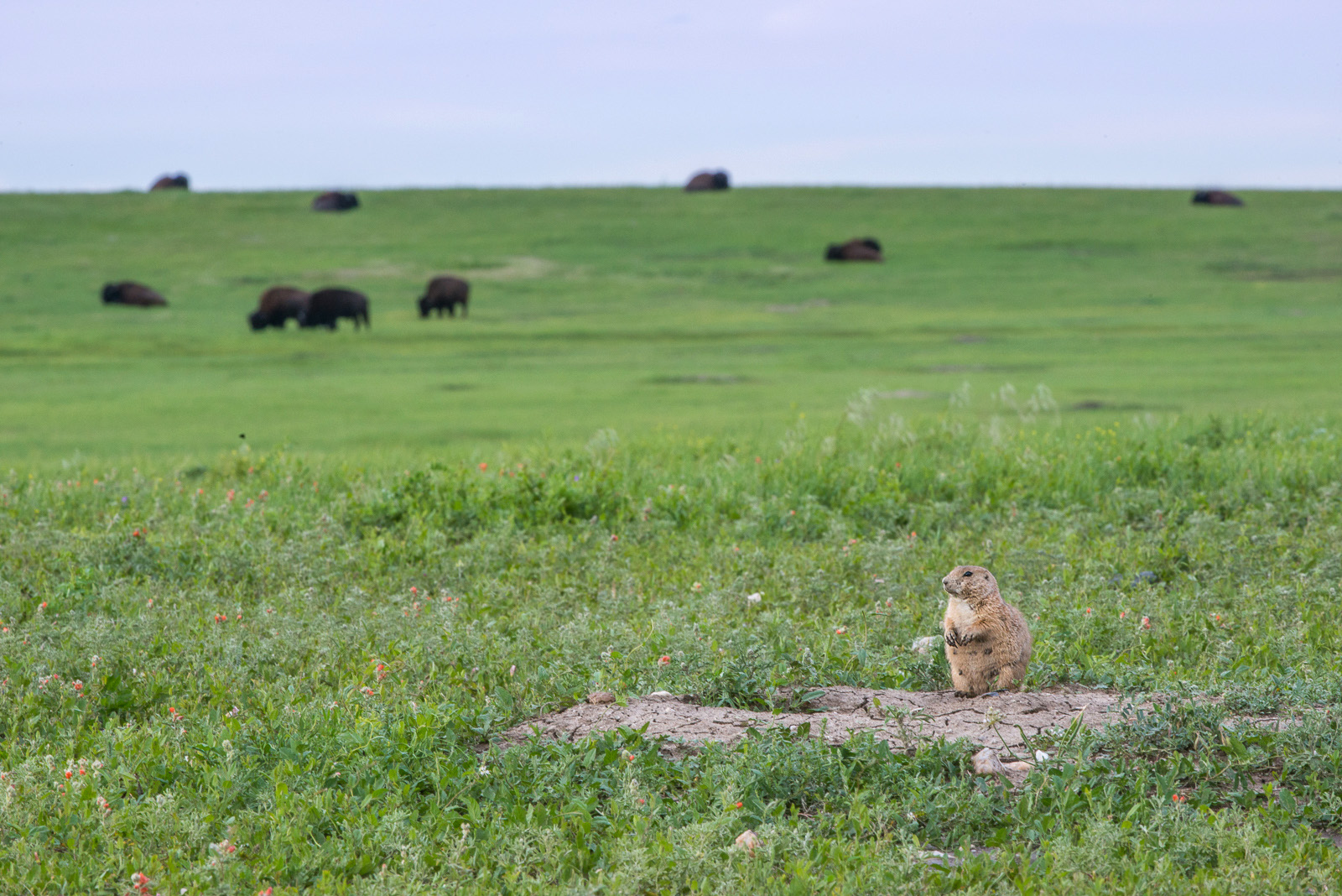 Prairie Dog and Bison, Badlands National Park, South Dakota